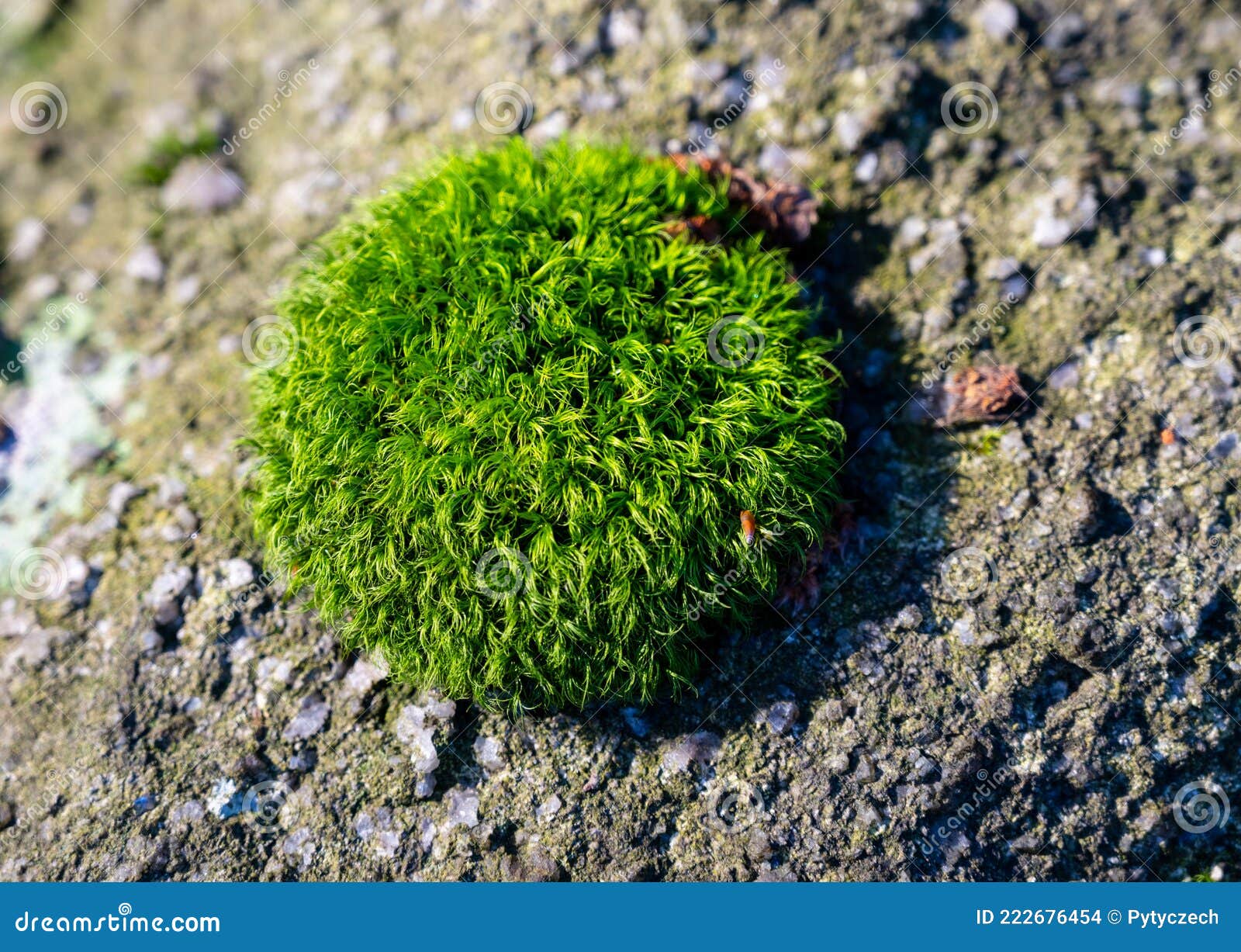 Small Tuft of Moss on Granite Rock Stock Photo Image of autumn