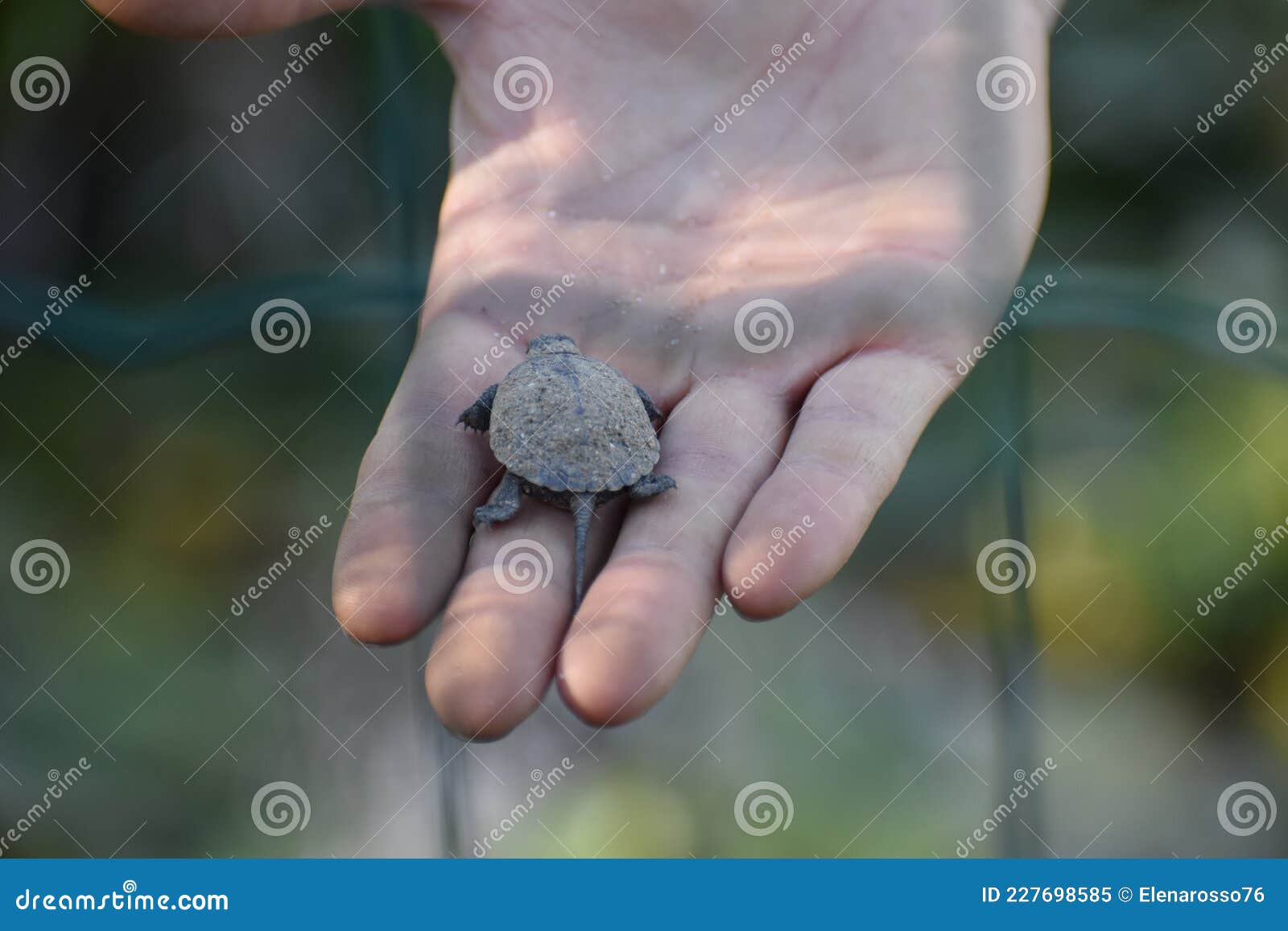 small turtle baby vet rare animals