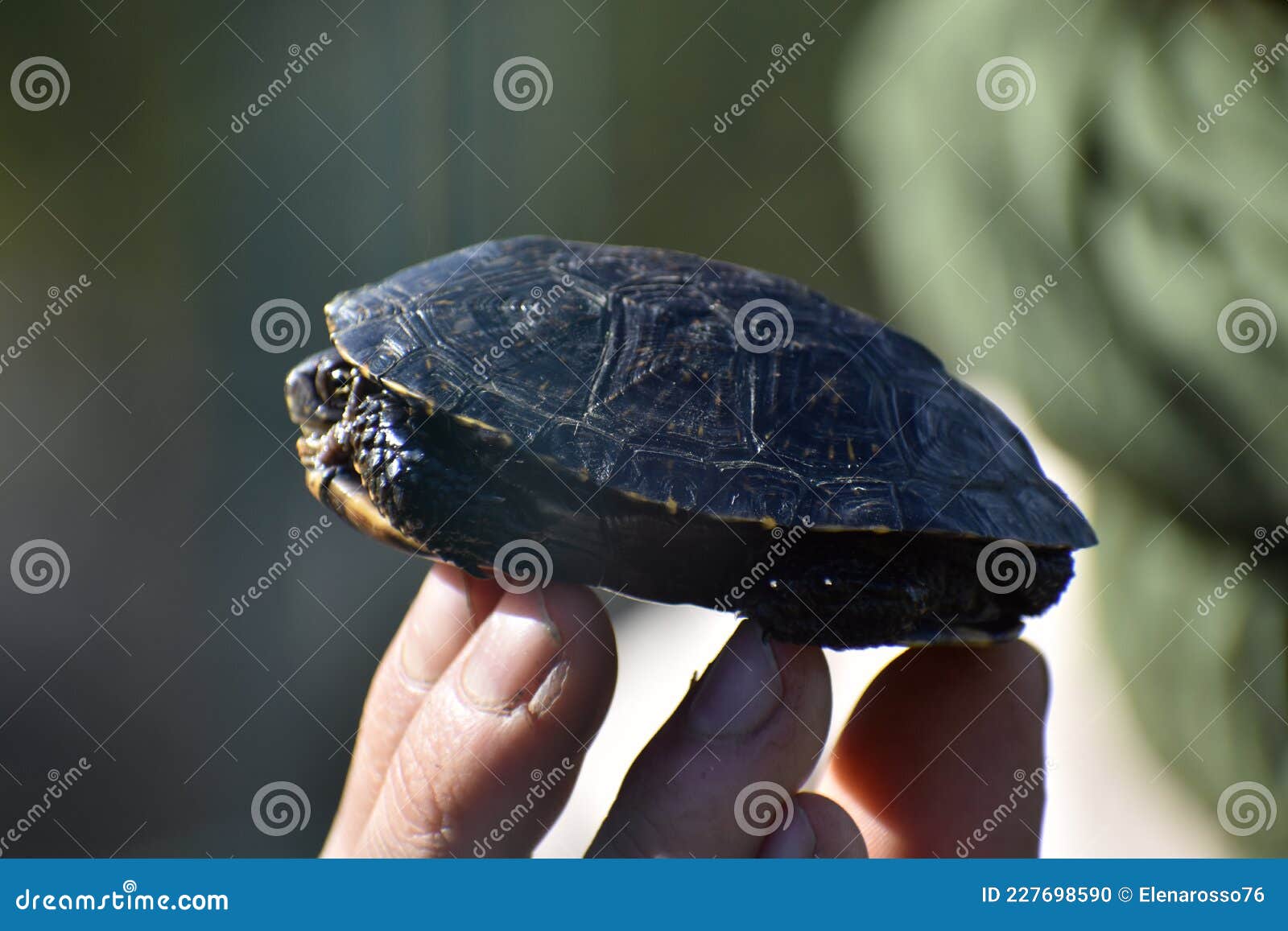 small turtle baby vet rare animals