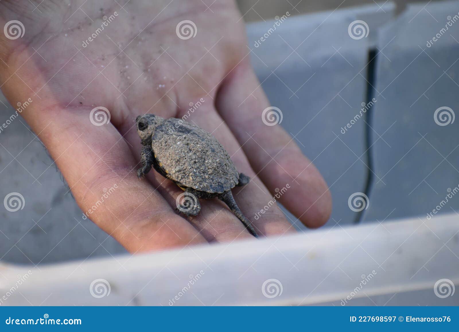 small turtle baby vet rare animals