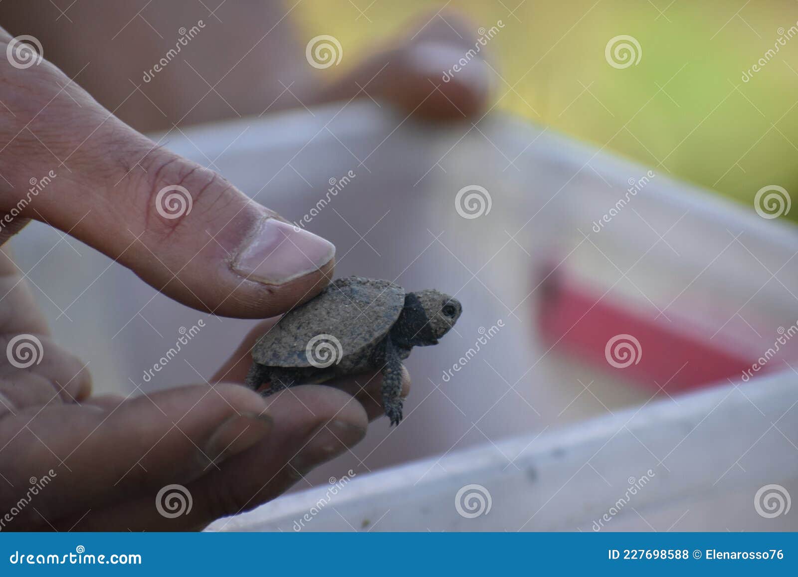 small turtle baby vet rare animals