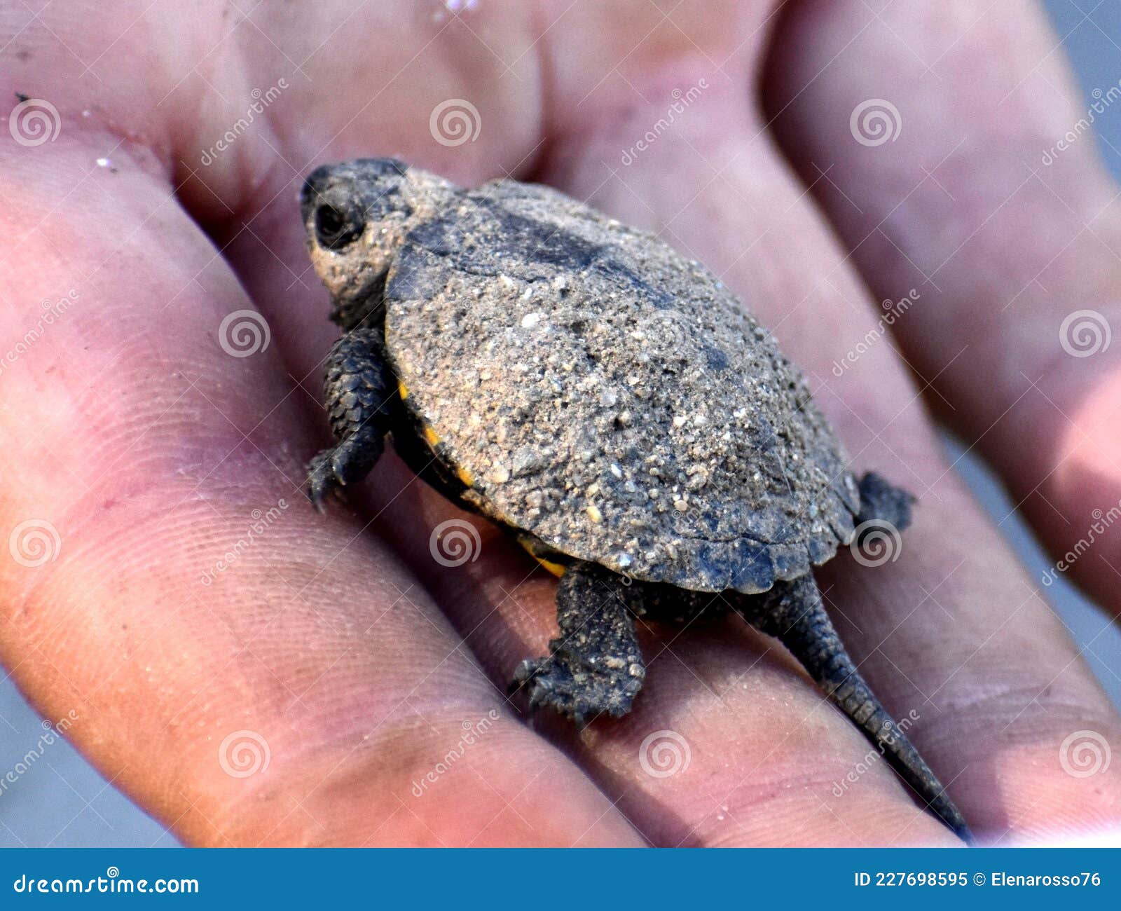 small turtle baby vet rare animals