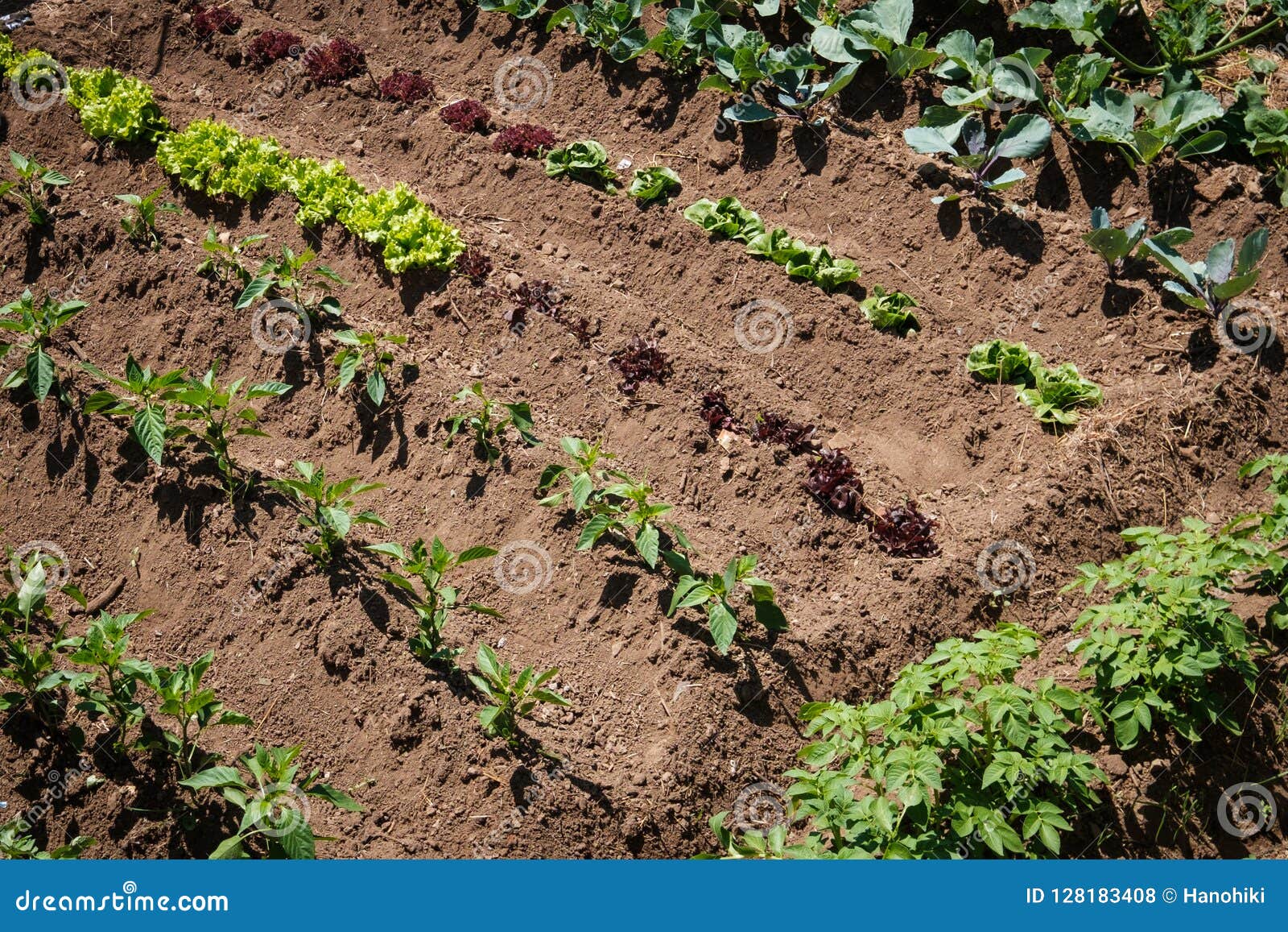 Small Vegetable Plants Growing In Garden Bed Stock Photo Image