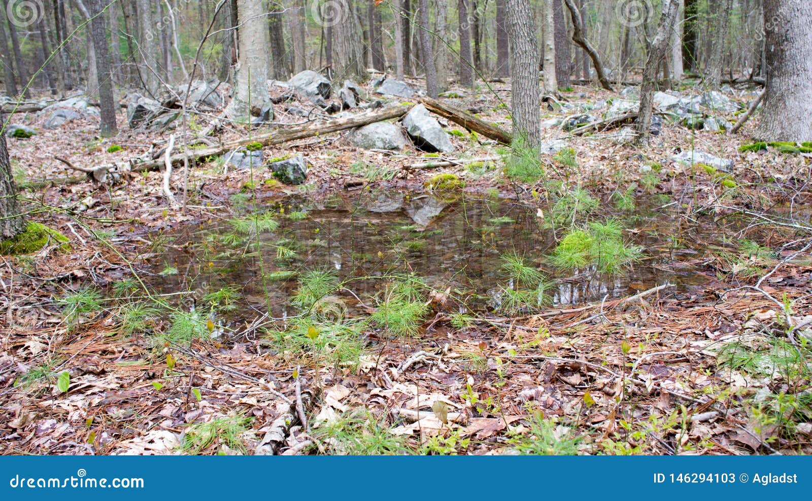 A Small Vernal Pool in the Blue Hills Reservation Stock Image Image