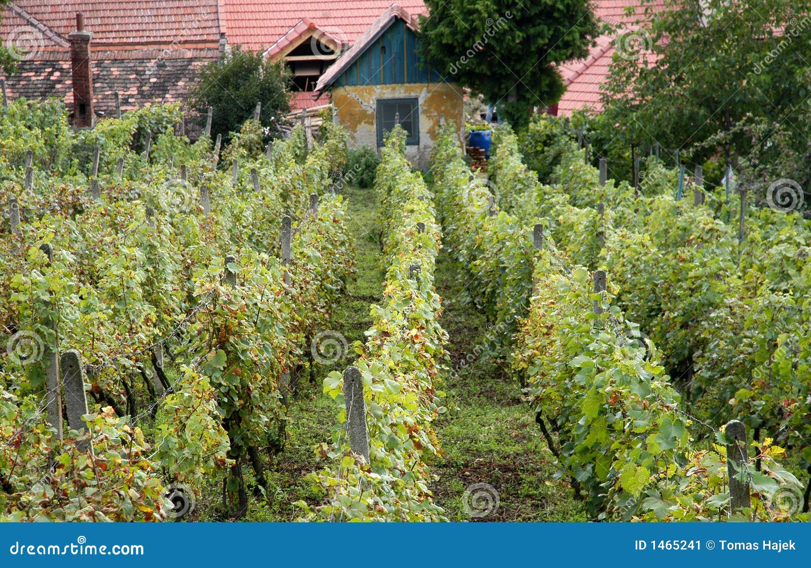Small vineyard stock image. Image of south, wineries, roofs 1465241