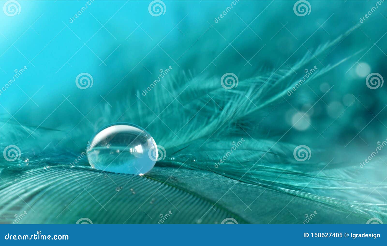 Small Water Drop on Bird Feather Closed Up Stock Image Image of green