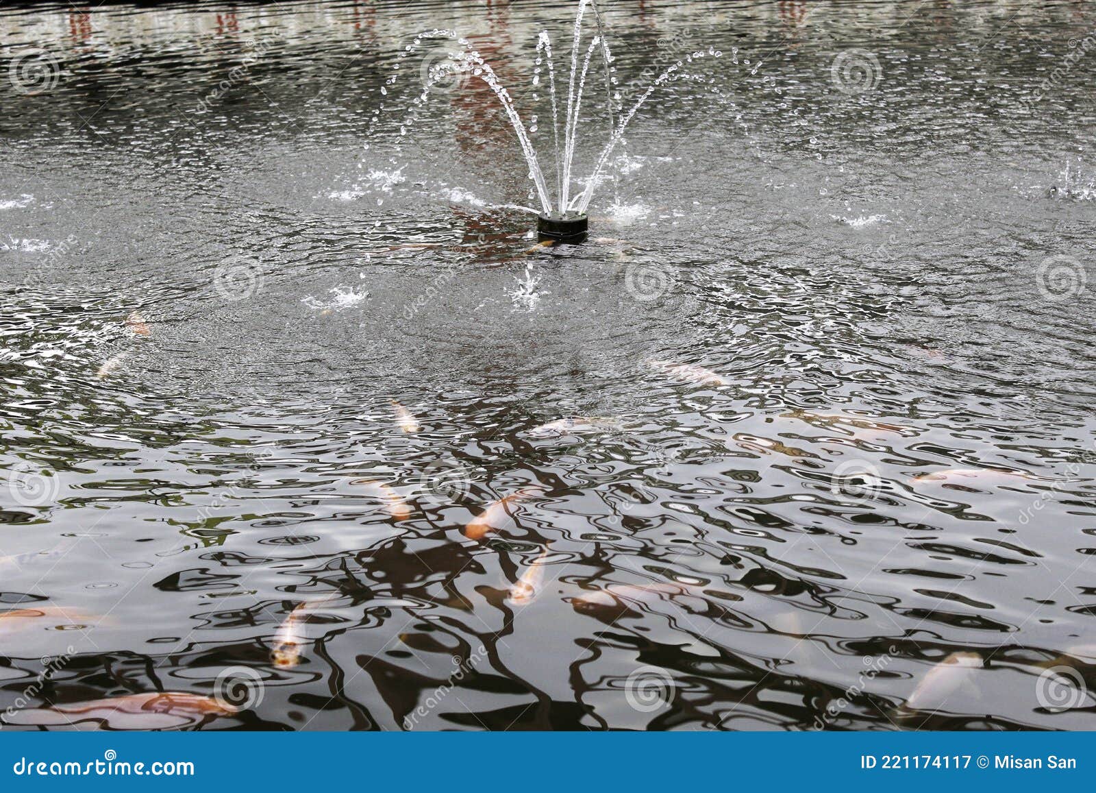 Small Water Fountain in Pool Stock Image Image of maculata, african 221174117