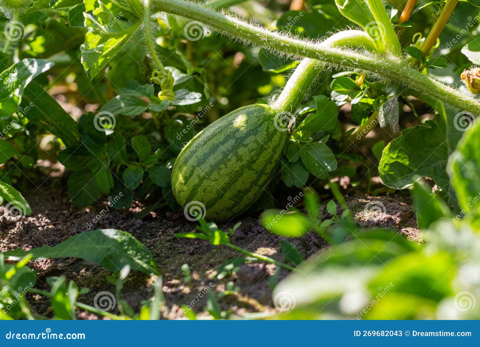 A Small Watermelon Grows in a Garden Bed in the Garden. Ecological Product. Stock Image Image