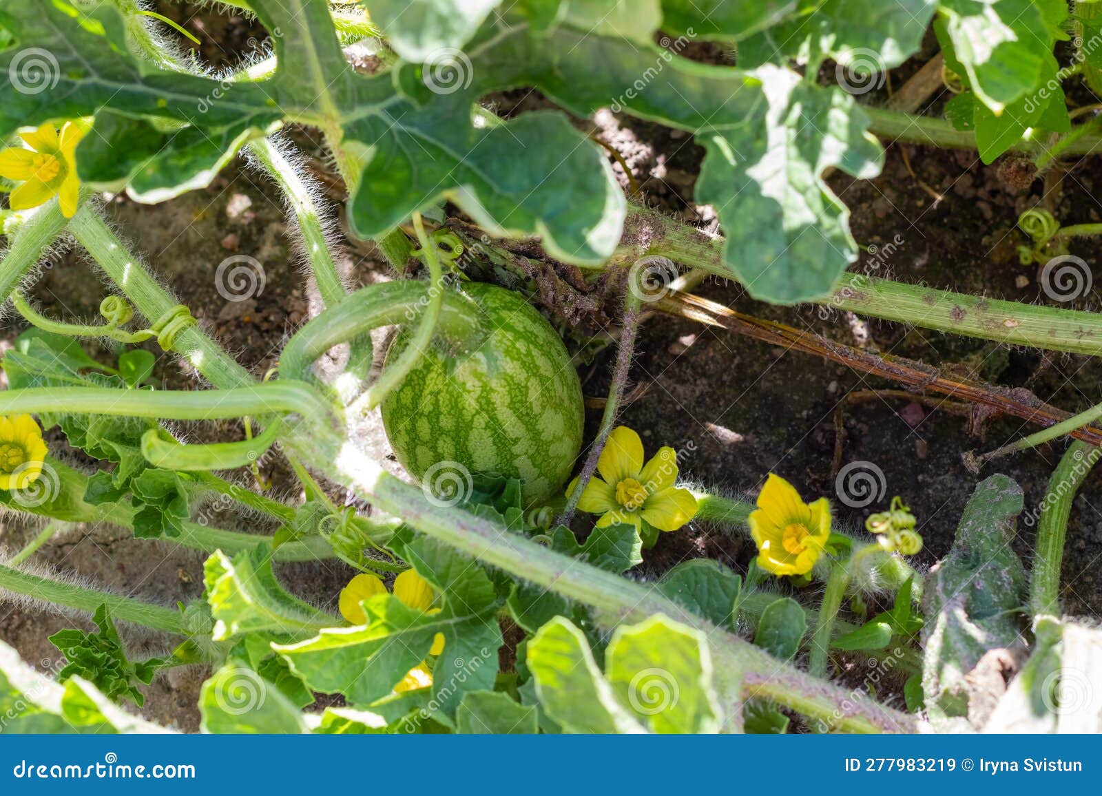 A Small Watermelon Grows in a Garden Bed in the Garden. Ecological Product. Stock Image Image