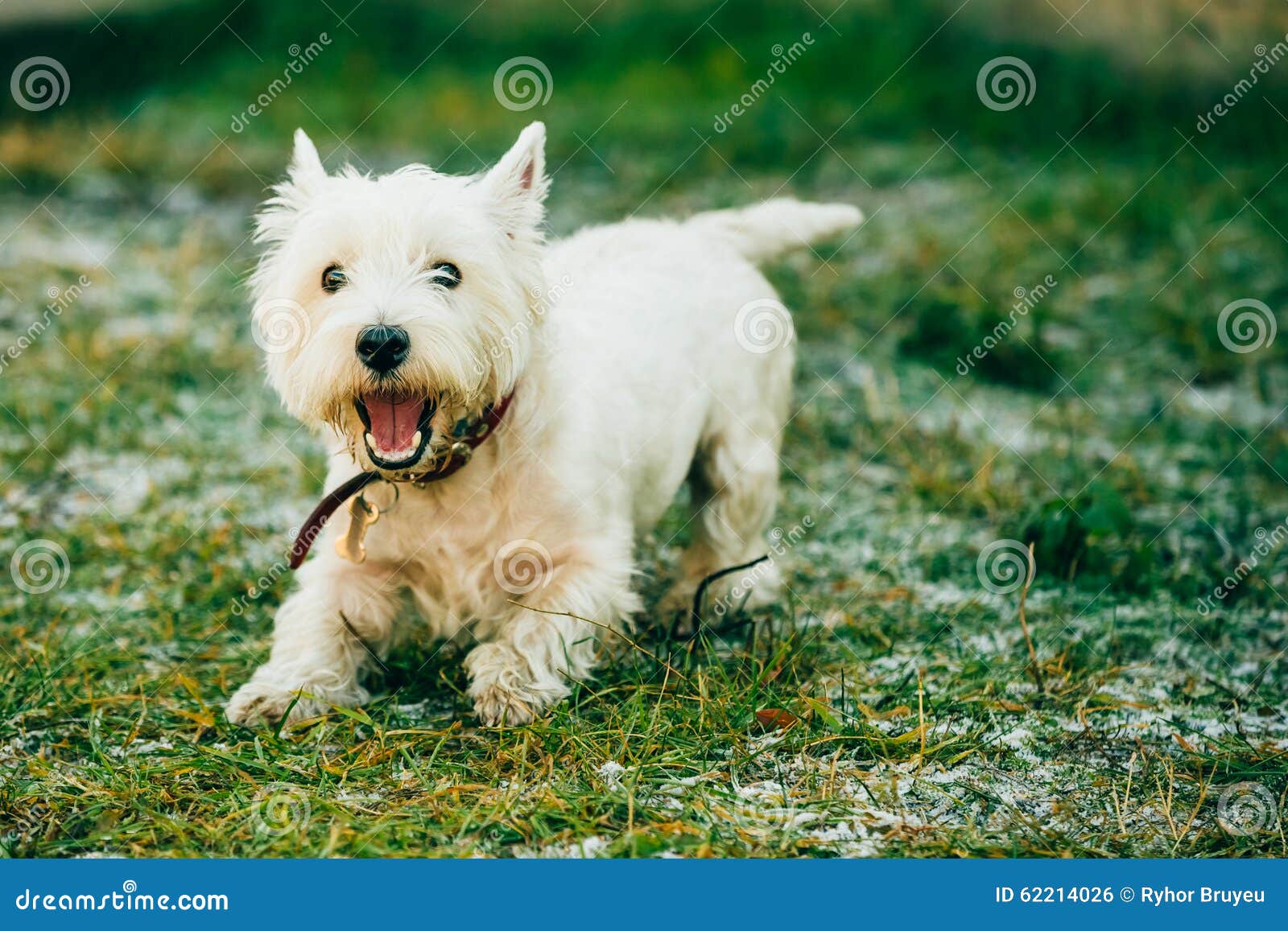 happy westie