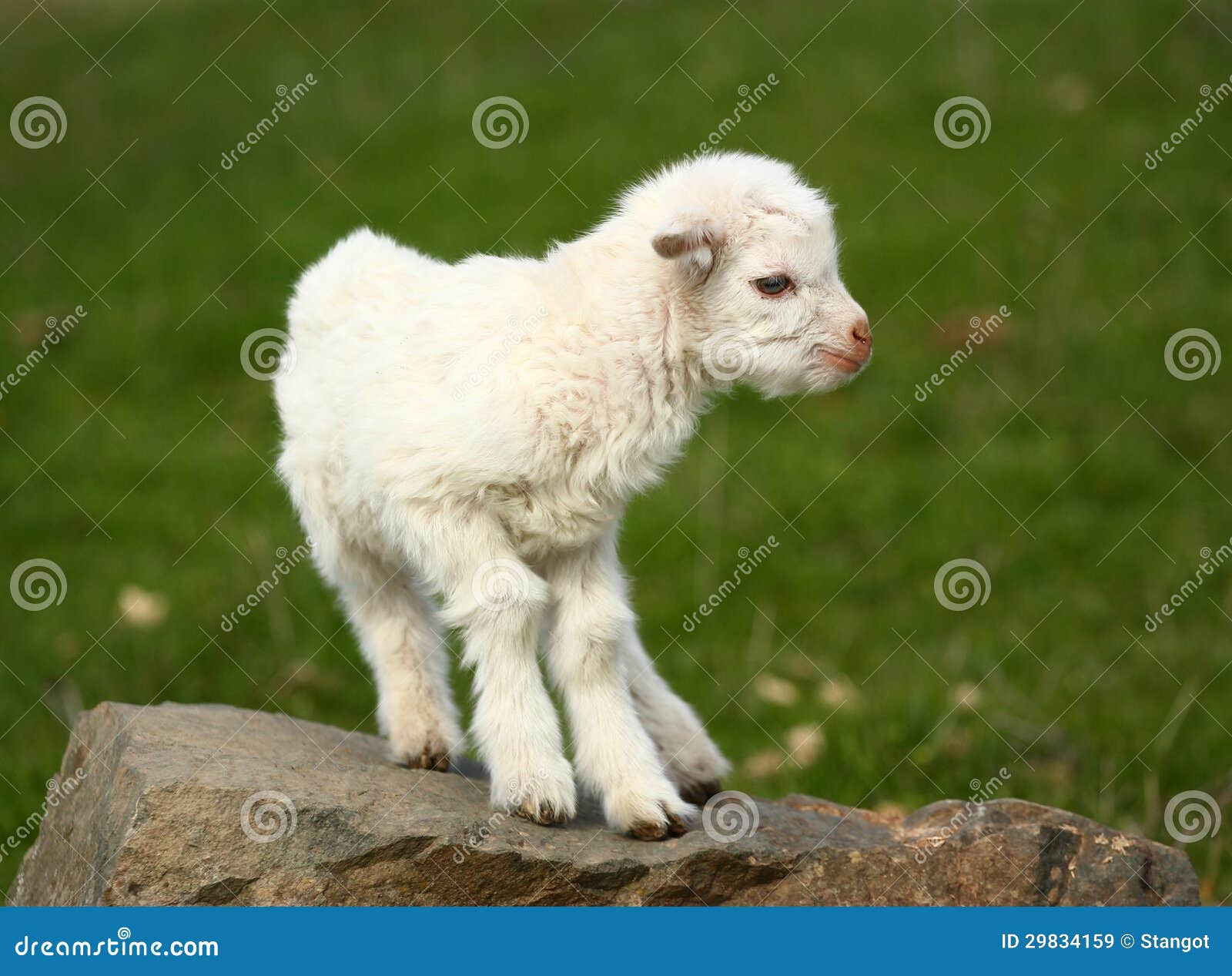 baby goat on a rock