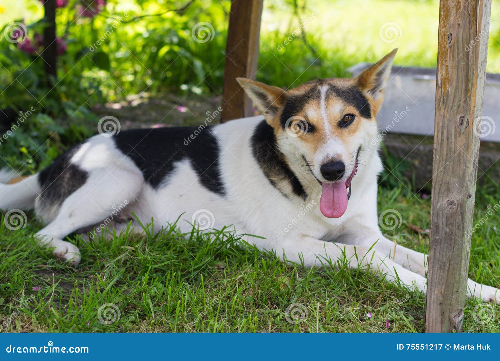 Small White and Black Dog in Garden Stock Image Image of mouth, green