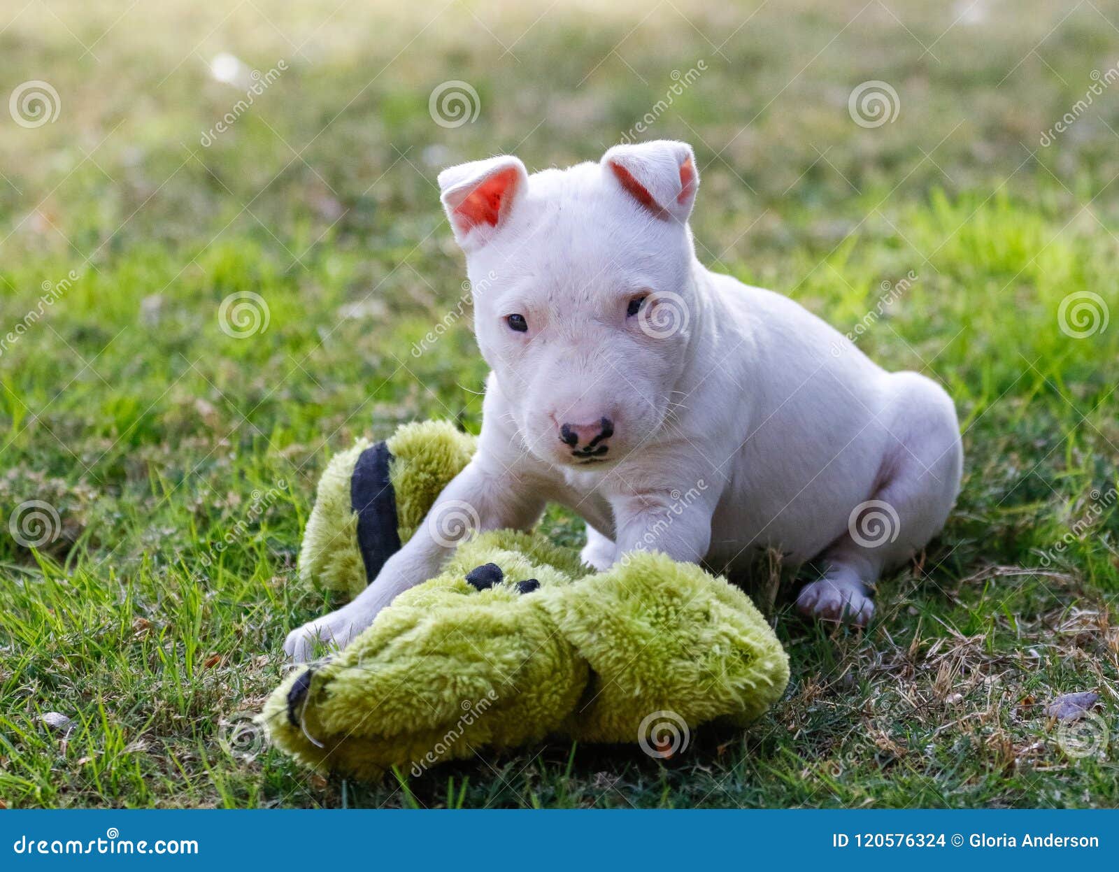 little bull terrier