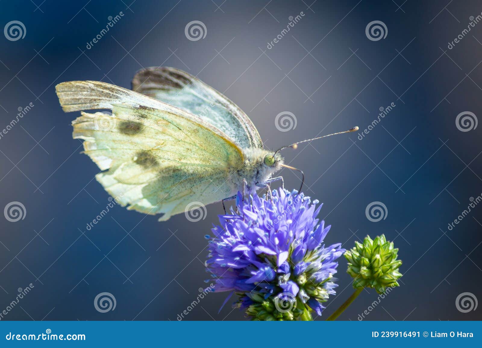small white butterfly feeding from a tatty cornflower