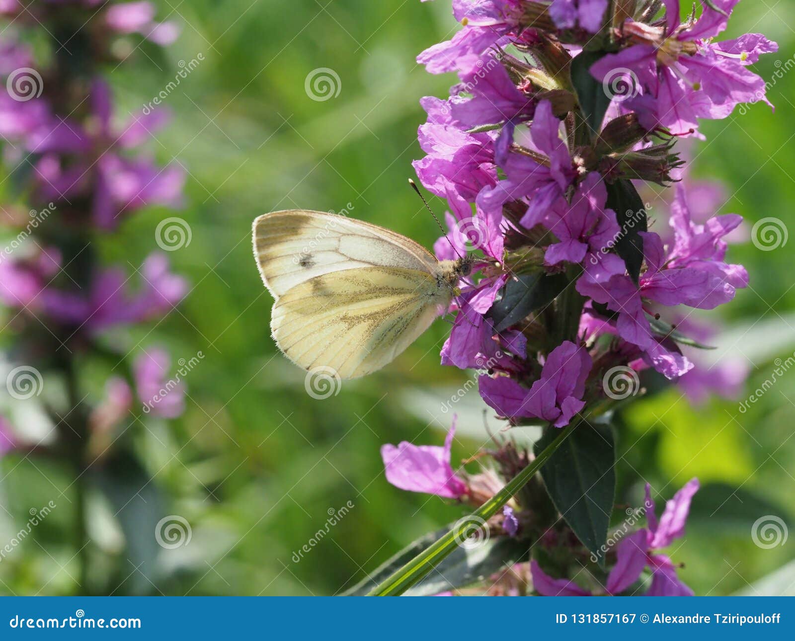 A Small White Collects Nectar from a Purple Flower Stock Image Image