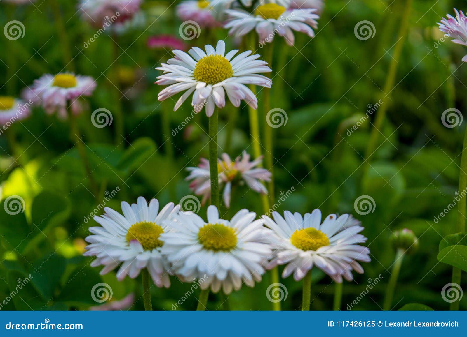Small White Daisies Growing in the Garden Stock Image Image of