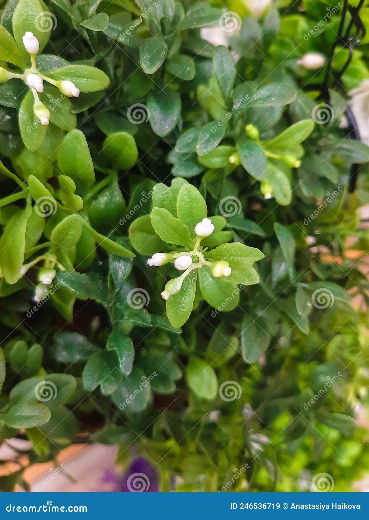 Small White Decorative Flowers in Greenery Stock Image Image of color