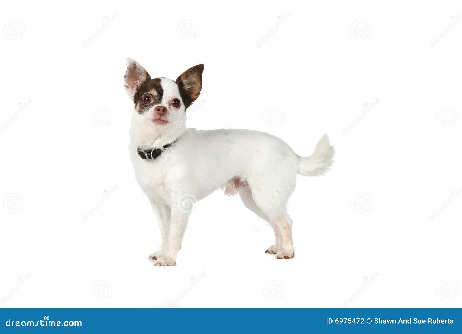 Small White Dog With Large Black Ears Stock Photography Image 6975472