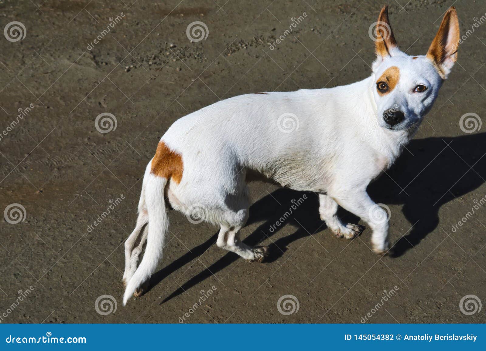 A Small White Dog with Large Erect Ears Walks on the Shore Stock Photo