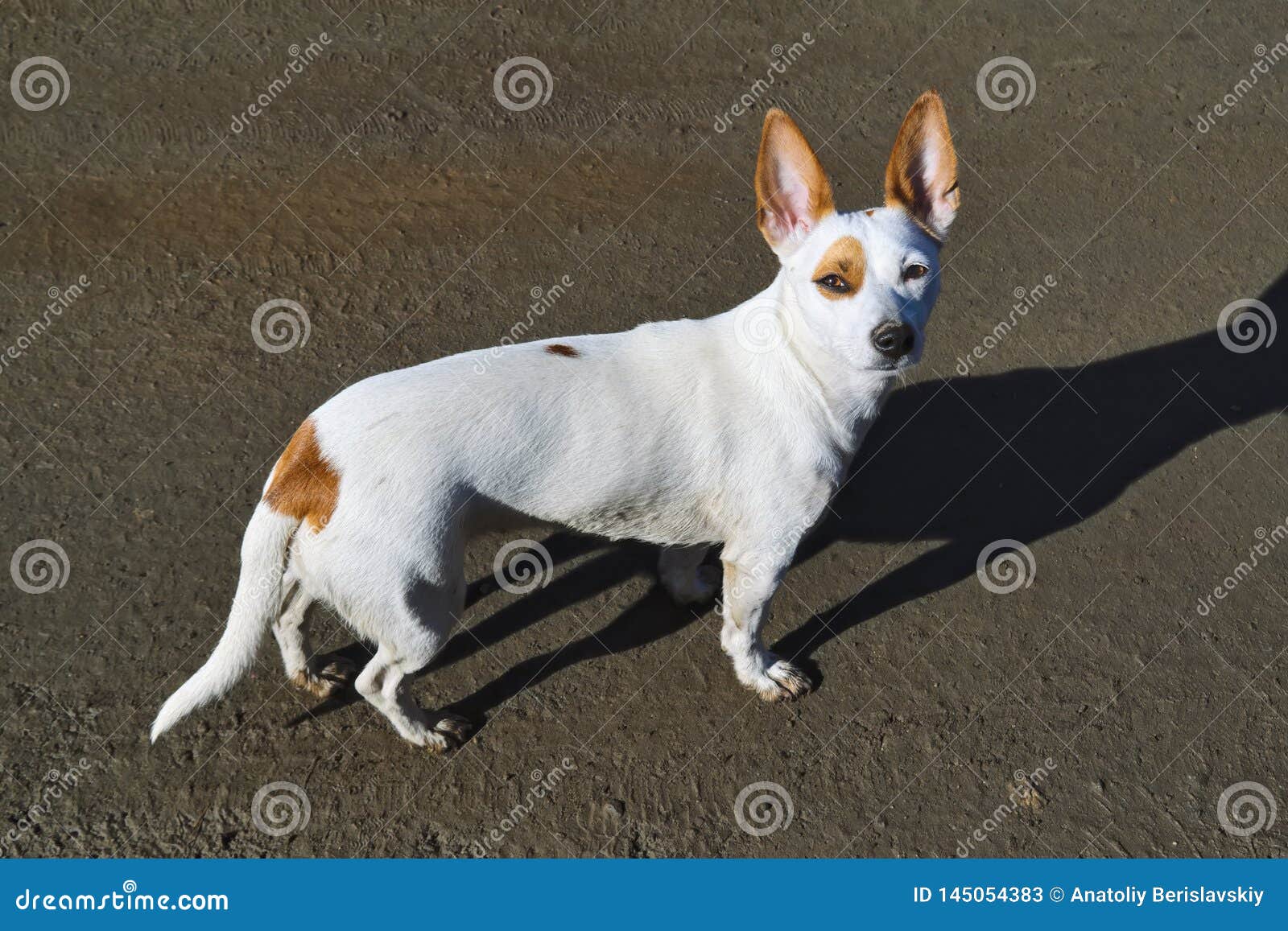 A Small White Dog with Large Erect Ears Walks on the Shore Stock Image