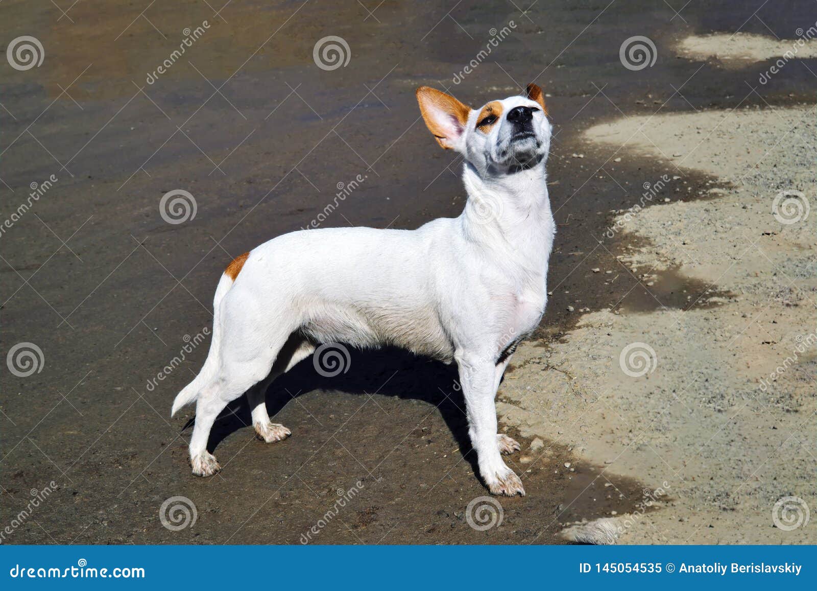 A Small White Dog with Large Erect Ears Walks on the Shore Stock Image