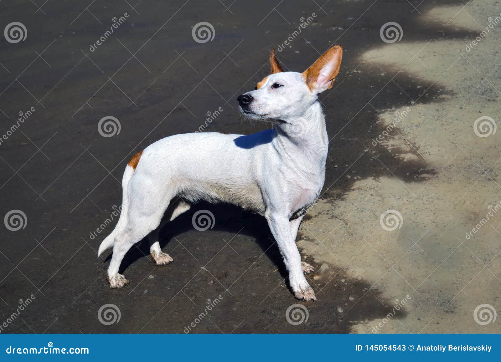 A Small White Dog with Large Erect Ears Walks on the Shore Stock Image