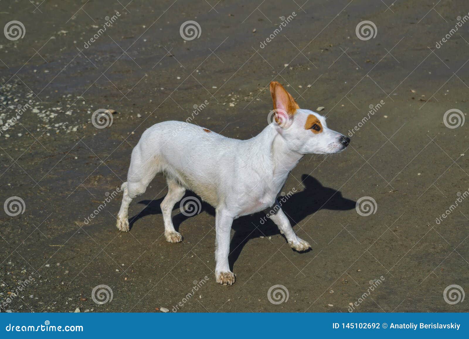 A Small White Dog with Large Erect Ears Walks on the Shore Stock Photo