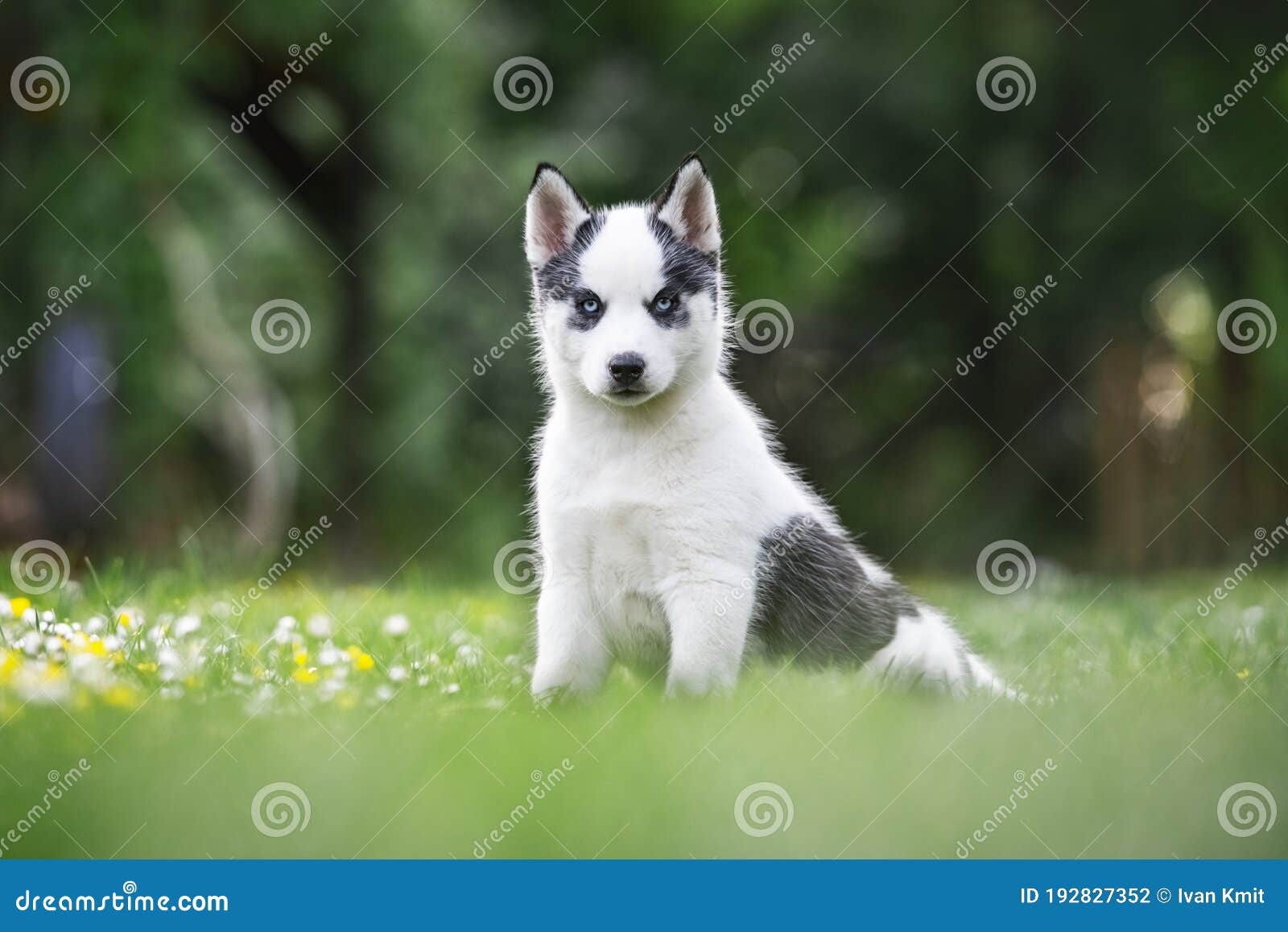 A small white dog puppy breed siberian husky