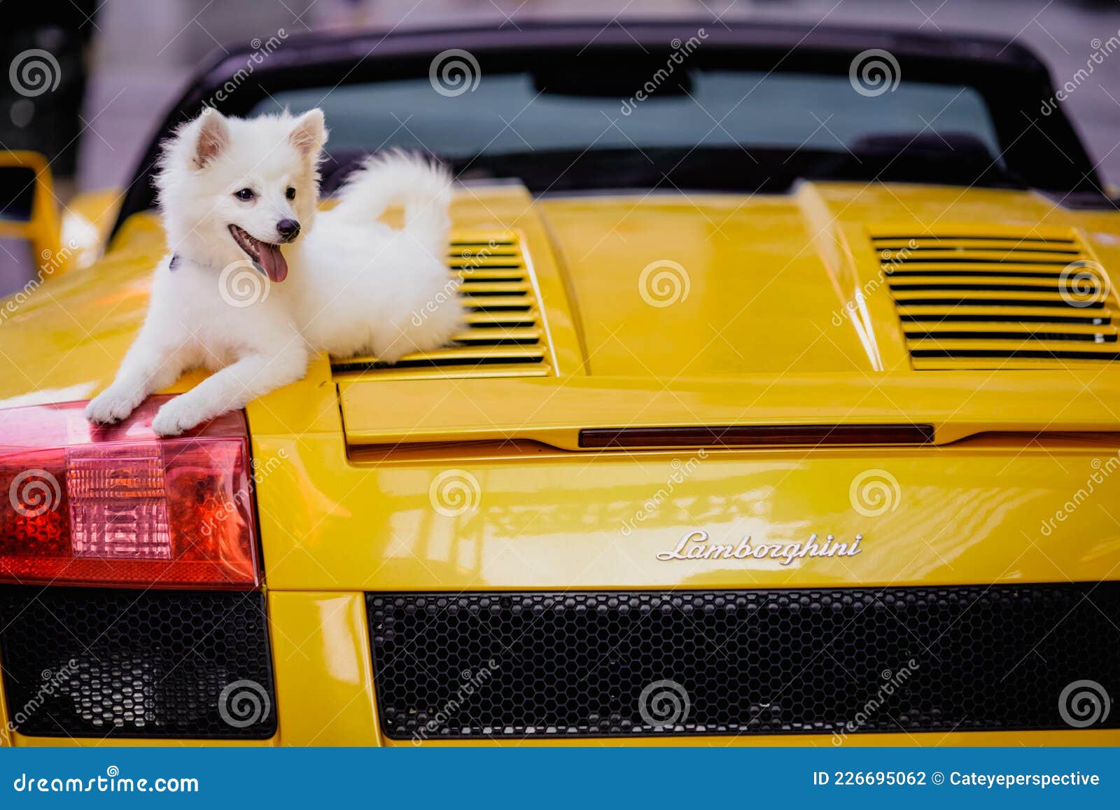 Belang Verdampen Alert Small White Dog on Top of a Yellow Convertible Lamborghini Sports Car  Editorial Photography - Image of lamborghini, automotive: 226695062