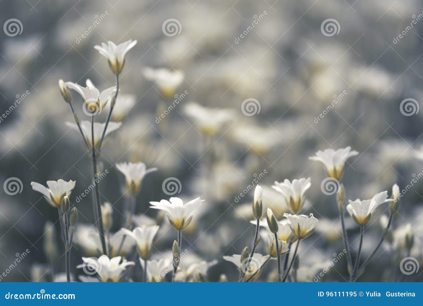 204,844 Small White Flowers Stock Photos - Free & Royalty-Free Stock Photos  from Dreamstime