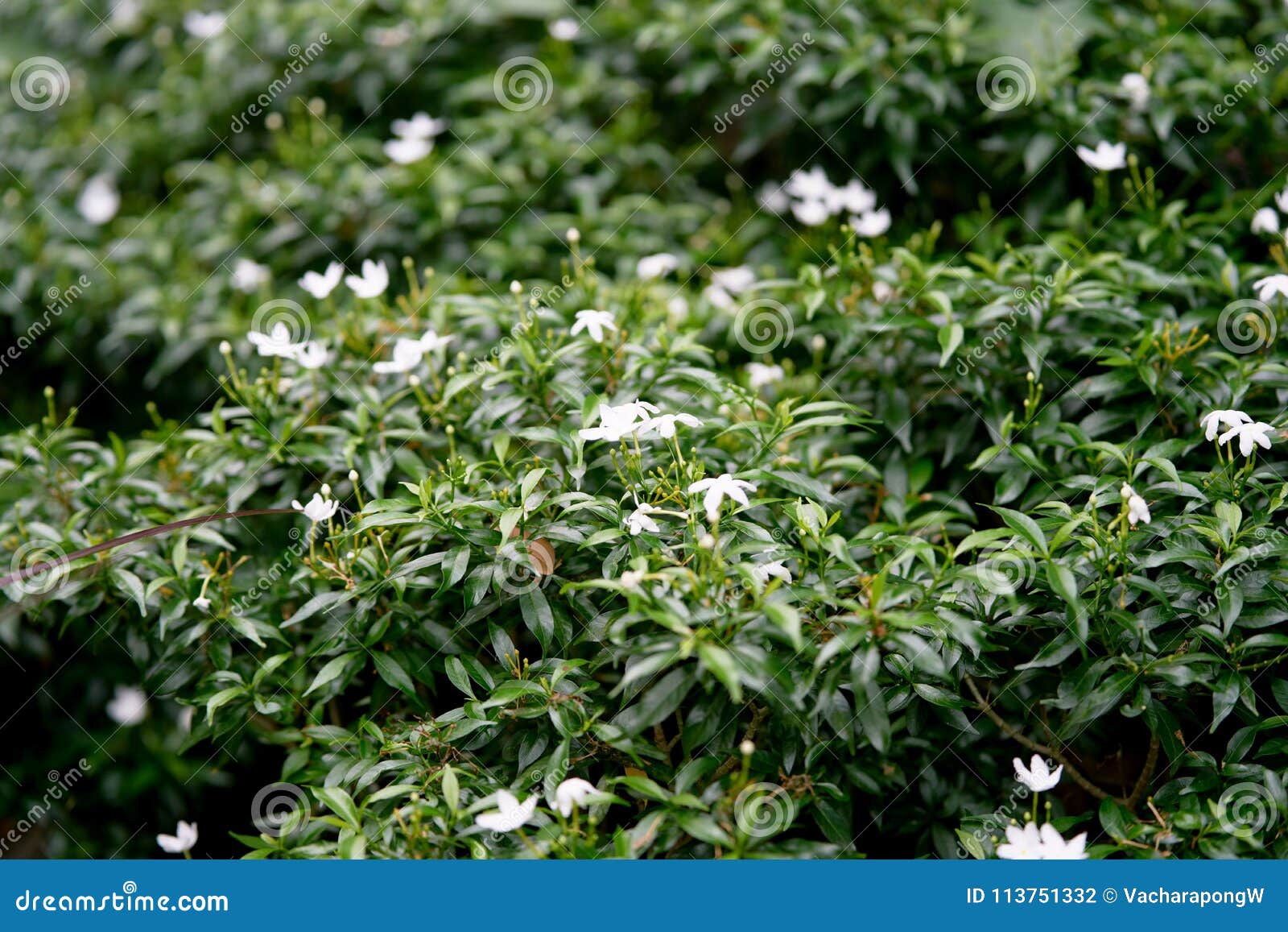 Small White Flowers on Bush in Garden Stock Photo Image of closeup