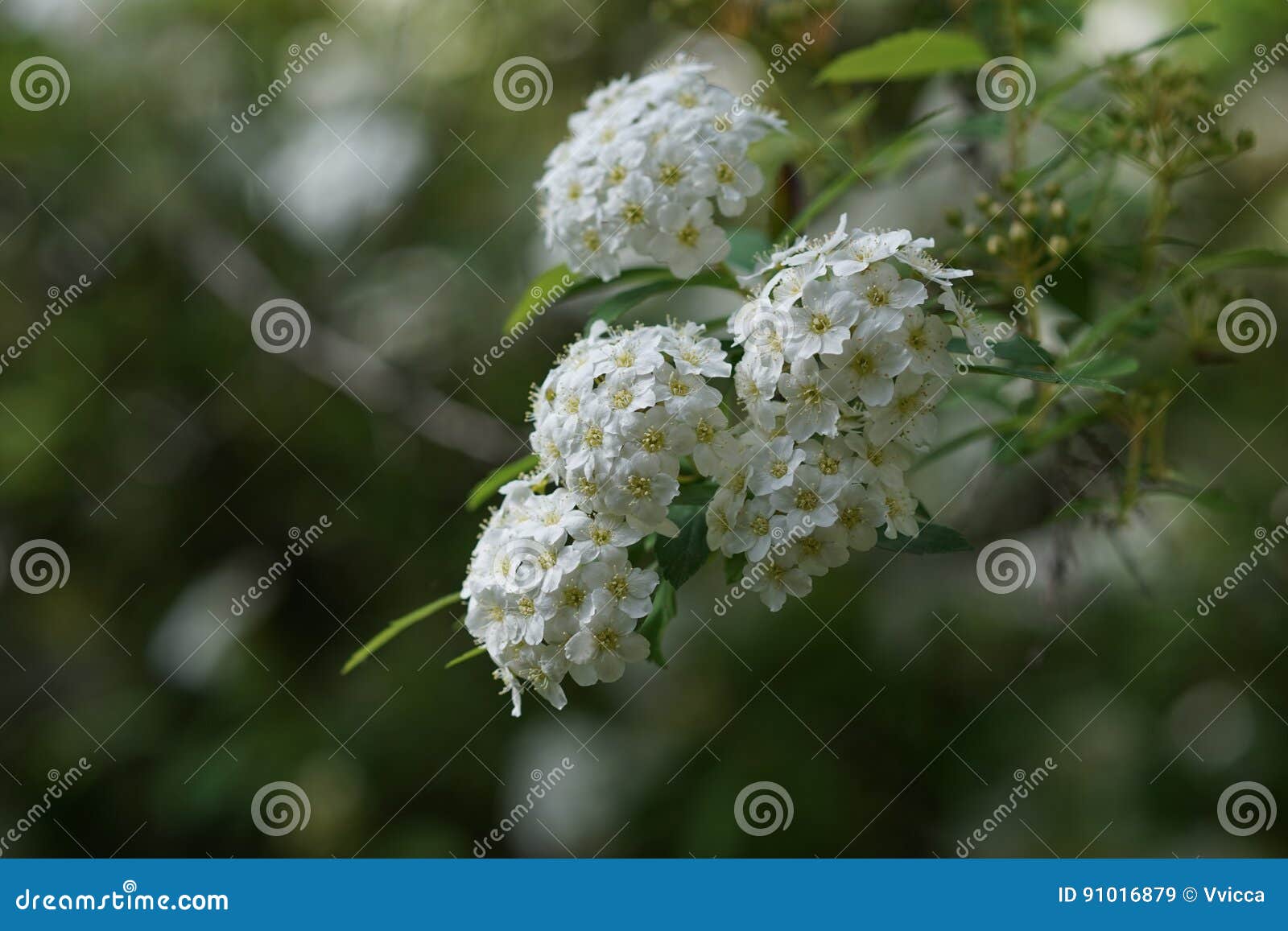 Small White Flowers in Clusters Stock Image Image of branch, lush