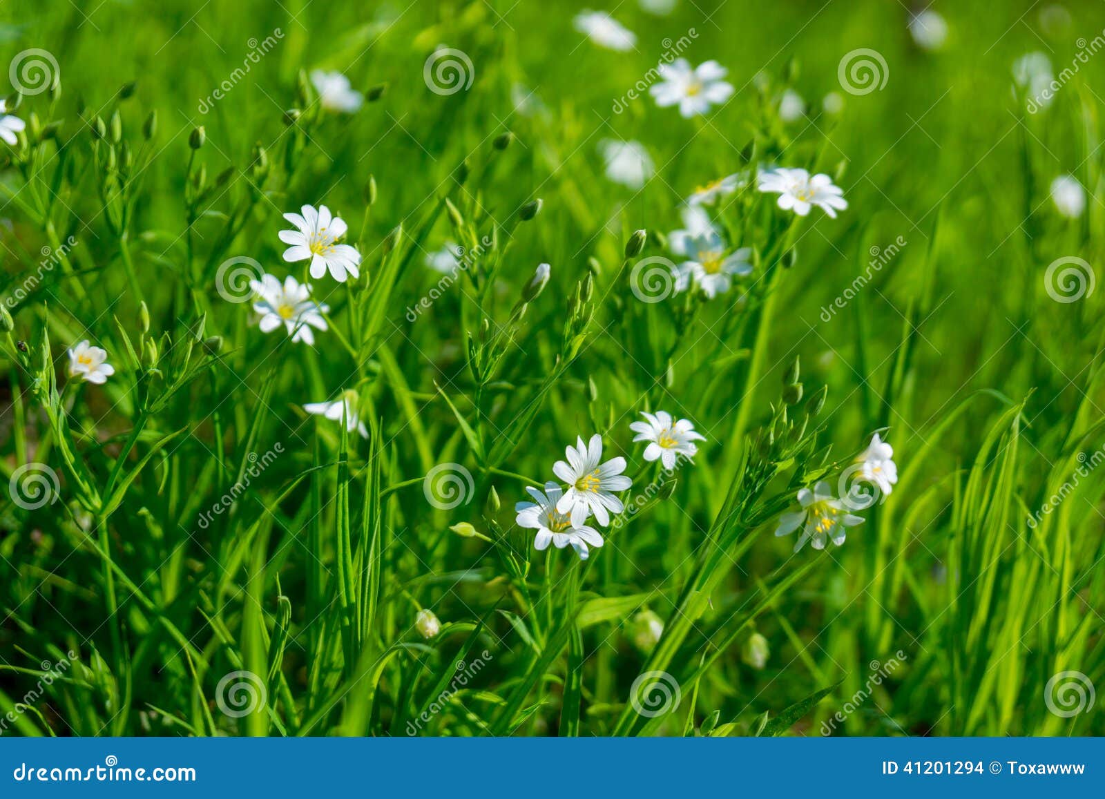 Small white flowers stock photo. Image of idyllic, plant 41201294