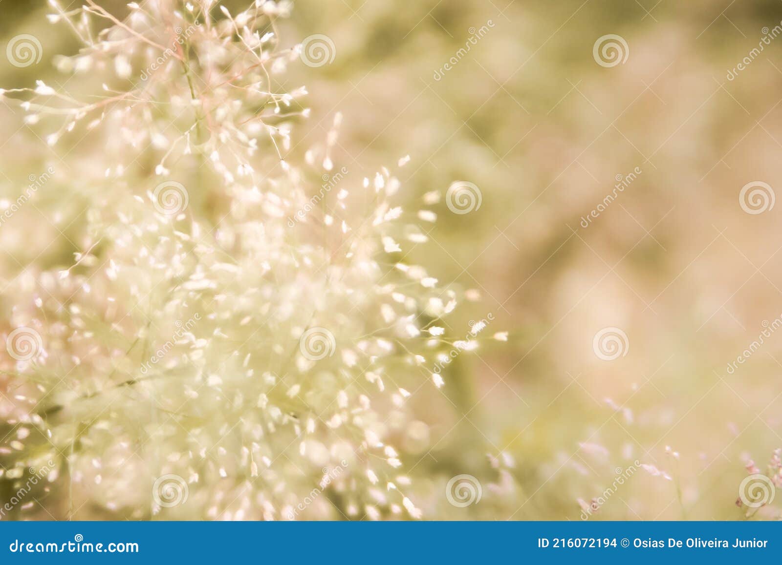 Small White Flowers in the Grass Stock Photo Image of freezing, green