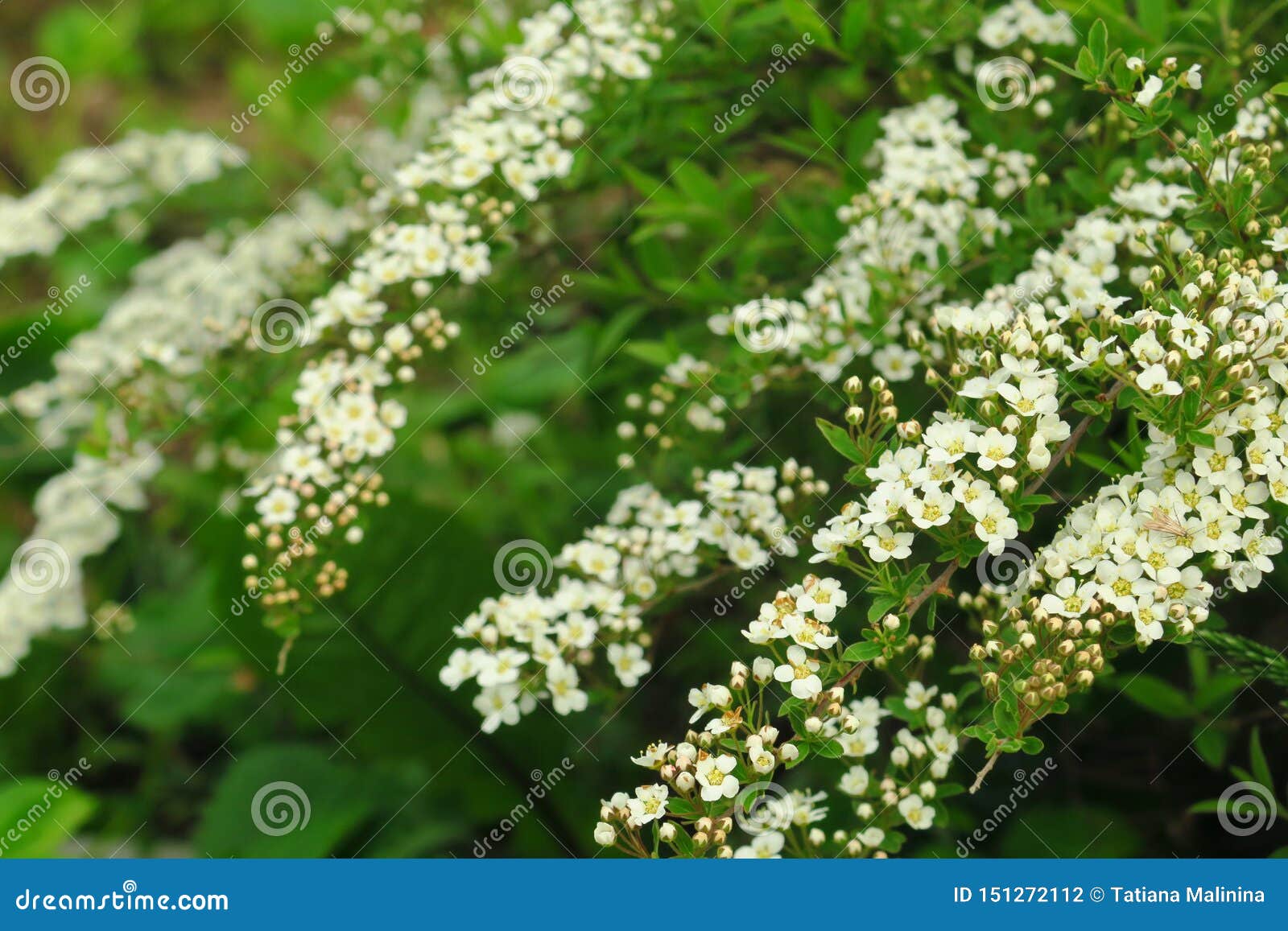 small, white flowers in sumptuous clusters along leafy spirea shrub branches
