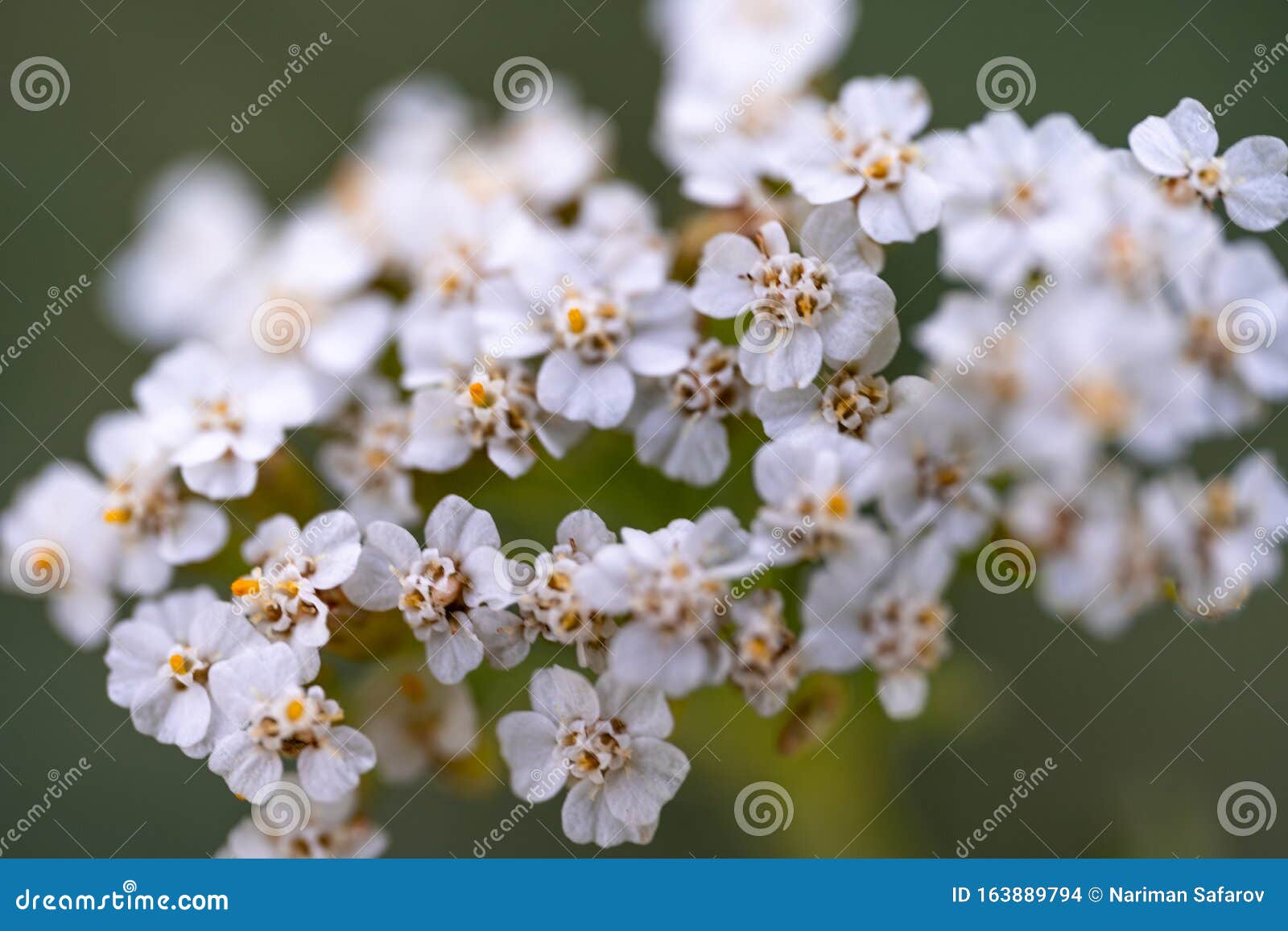 Small White Flowers with a Yellow Middle Stock Photo Image of natural