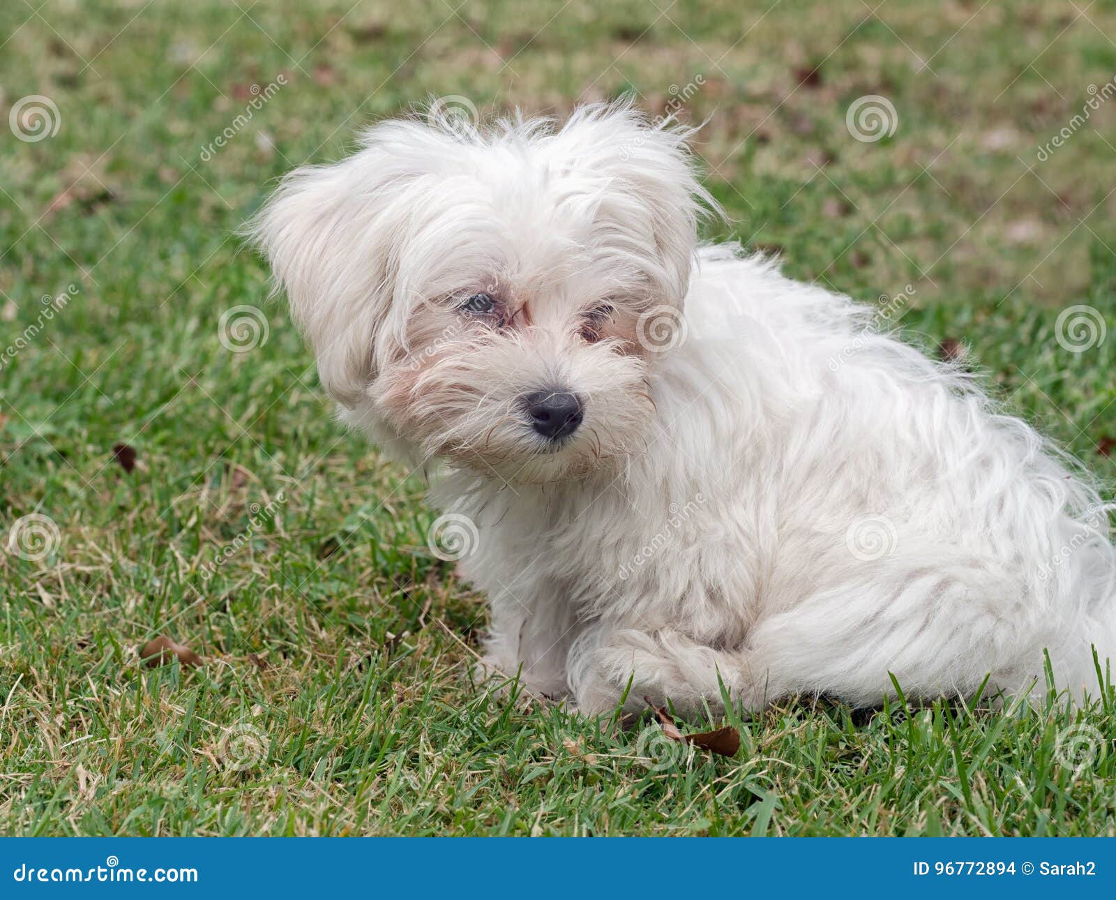 little white fluffy dog