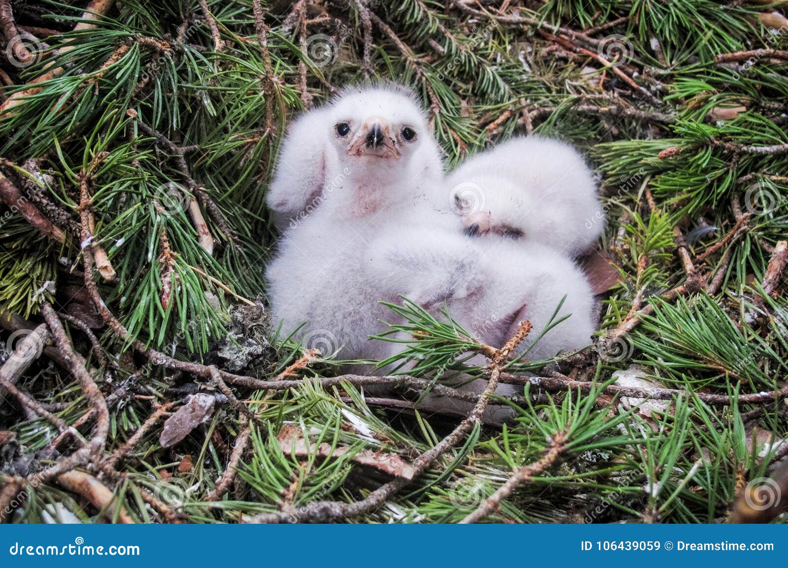 goshawk nest cam