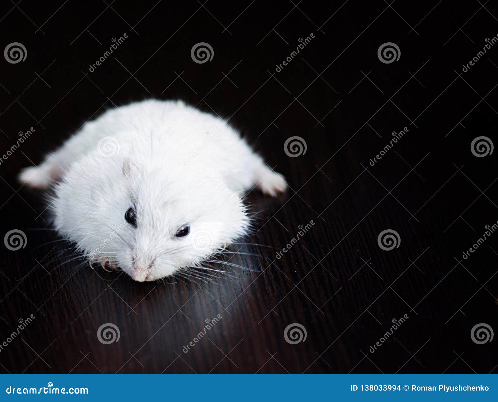 Small White Hamster On A White Background Stock Photo - Download