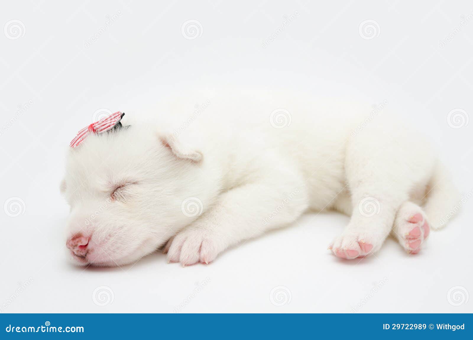 cute baby white husky puppies