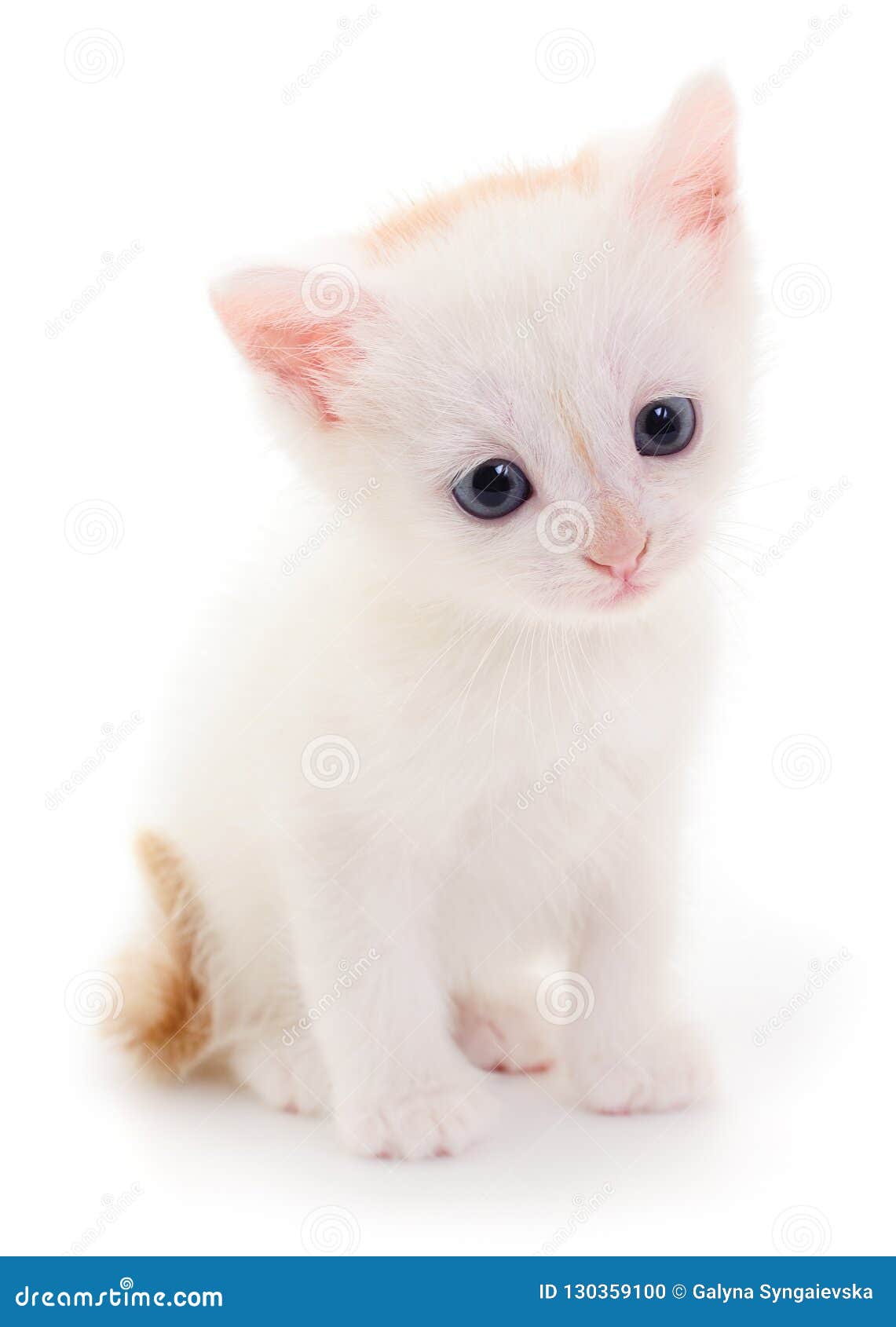 tiny white kitten