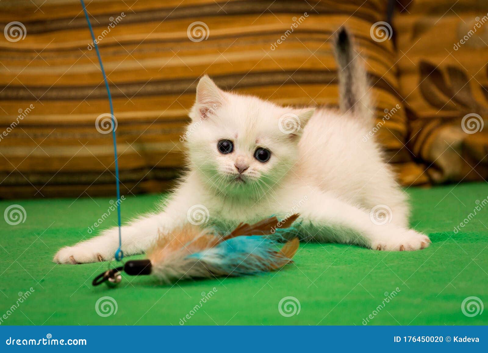 A Small White Kitten is Playing with Feathers Stock Photo Image of little, fluffy 176450020