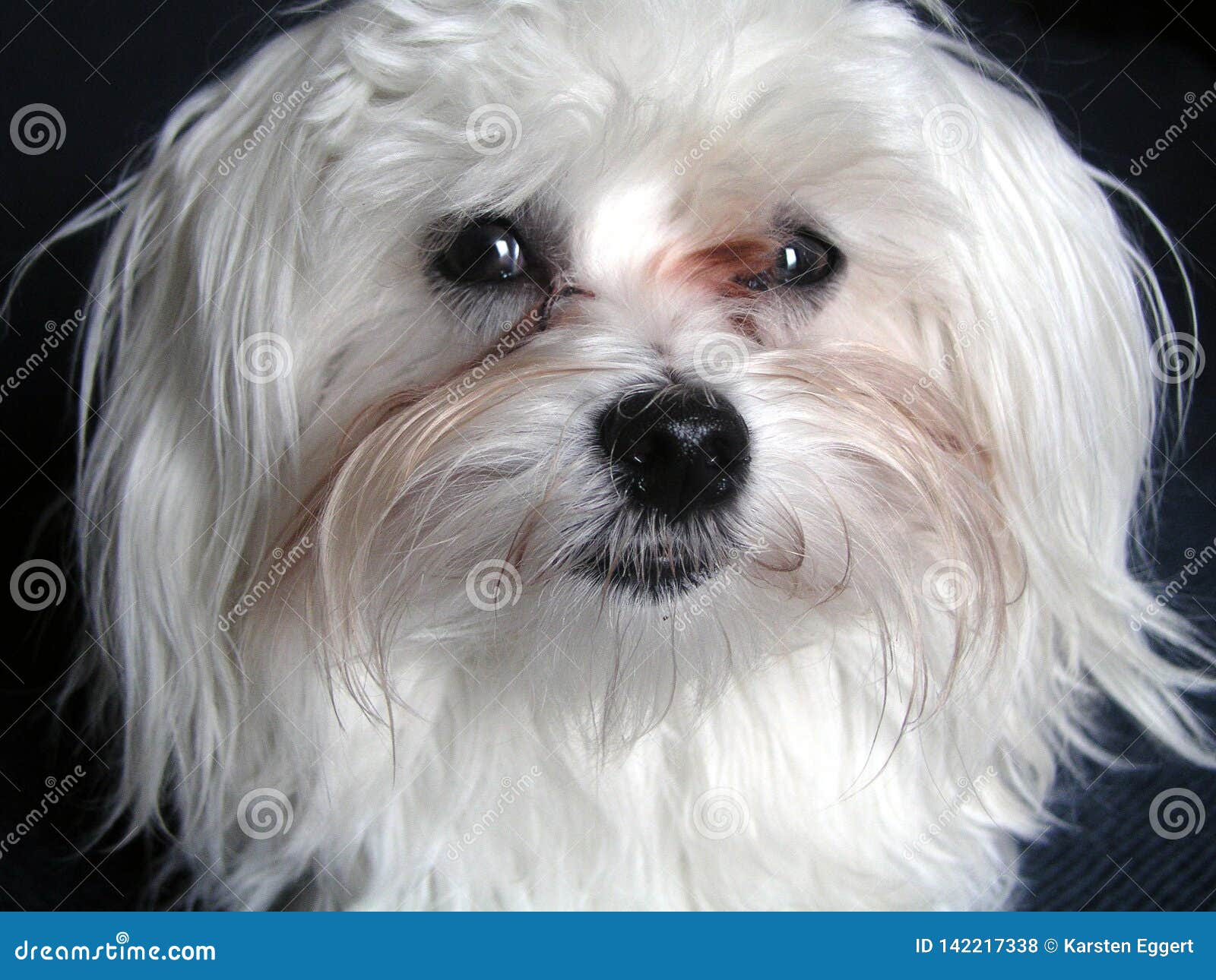 A small white Maltese dog stock photo. Image of looks 142217338