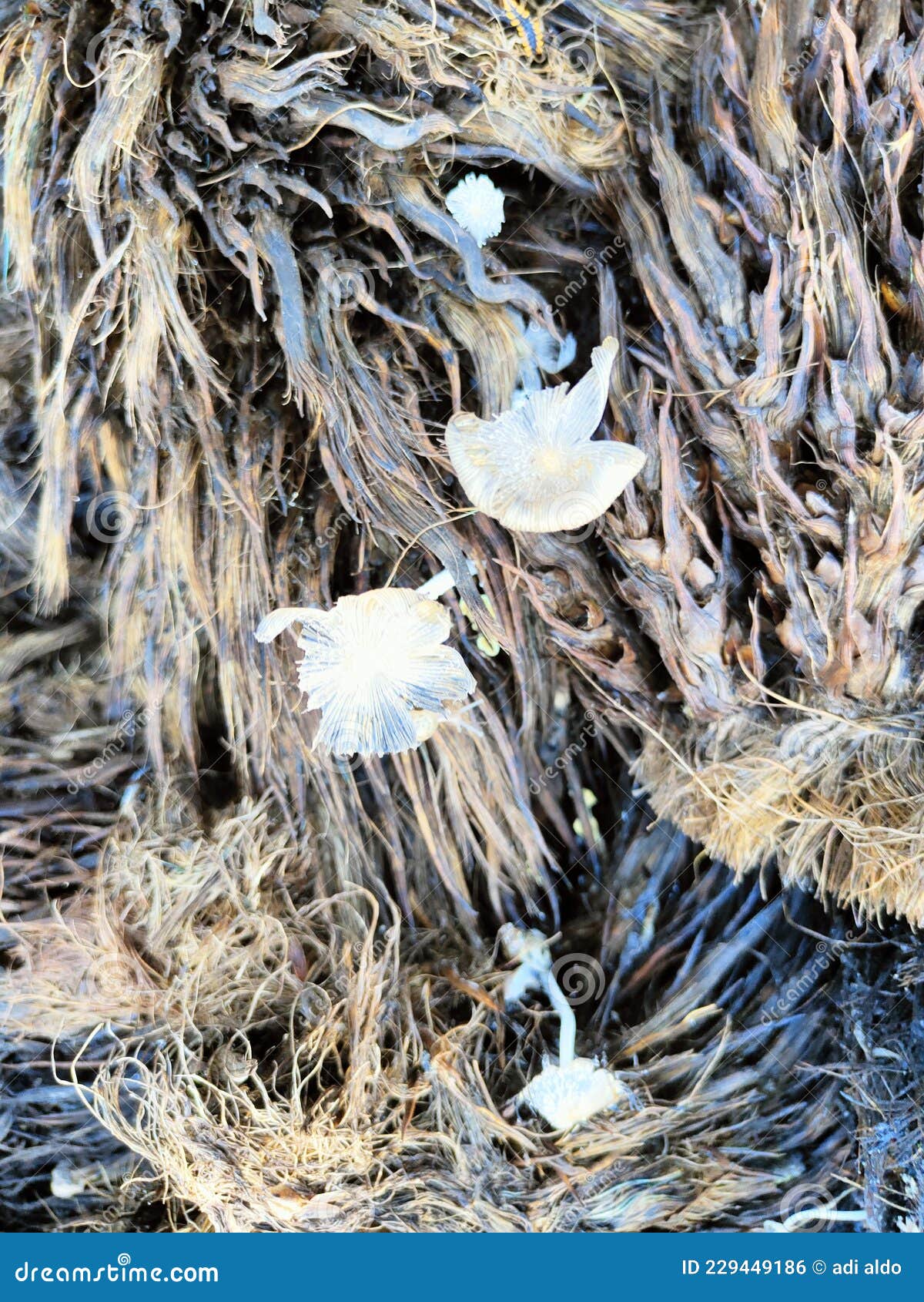 Small White Mushrooms on Palm Fiber 14 Stock Photo Image of tree