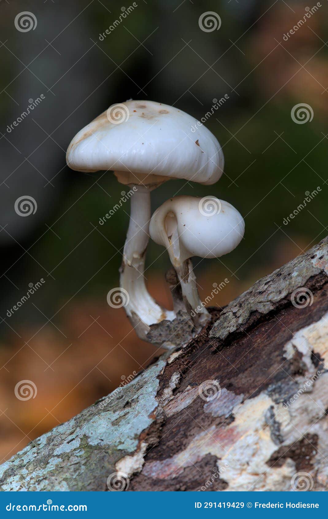 small white mushrooms on a root, armillaire visqueuse (mucidula mucida)