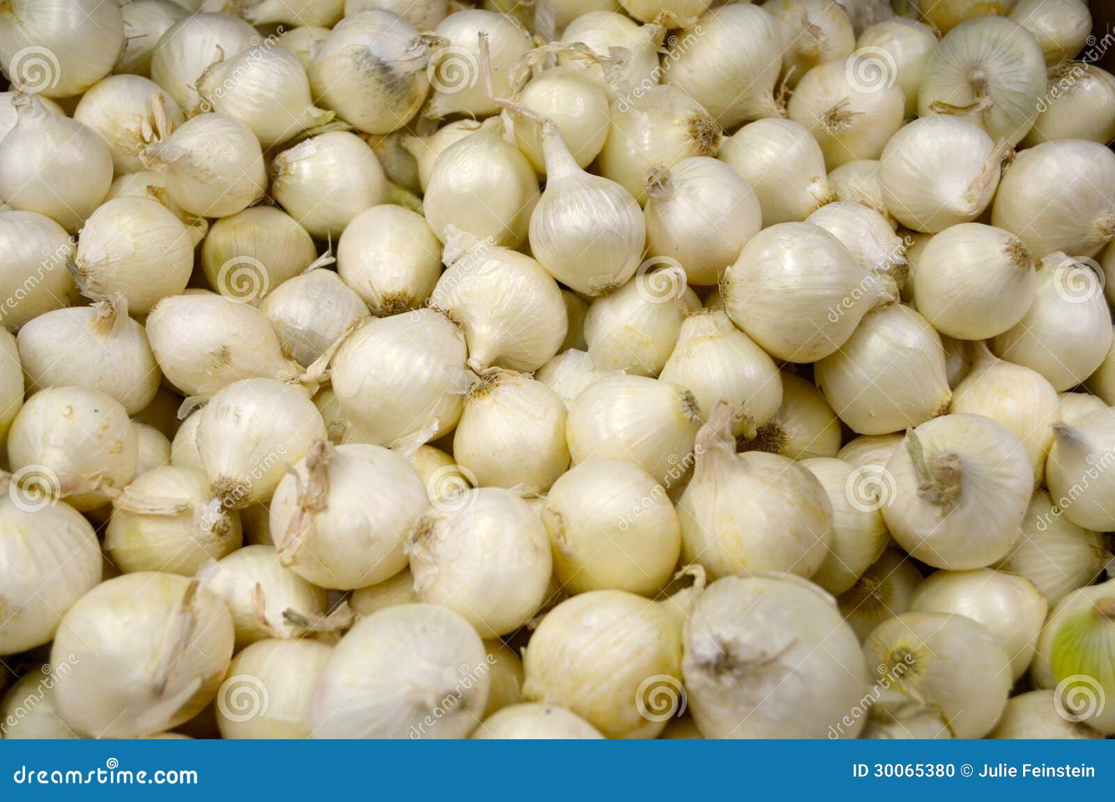 Pearl Onions stock photo. Image of onions, root, onion 30065380