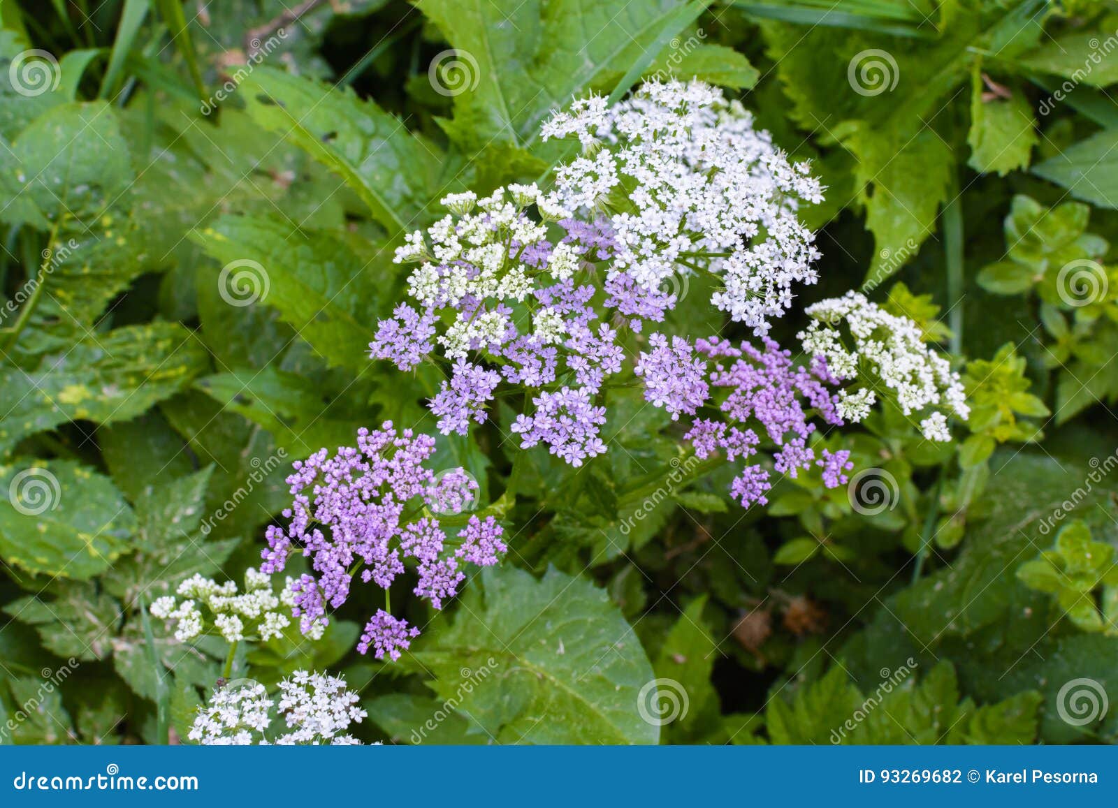 Small White and Purple Flowers on a Plant in a Forest Stock Photo