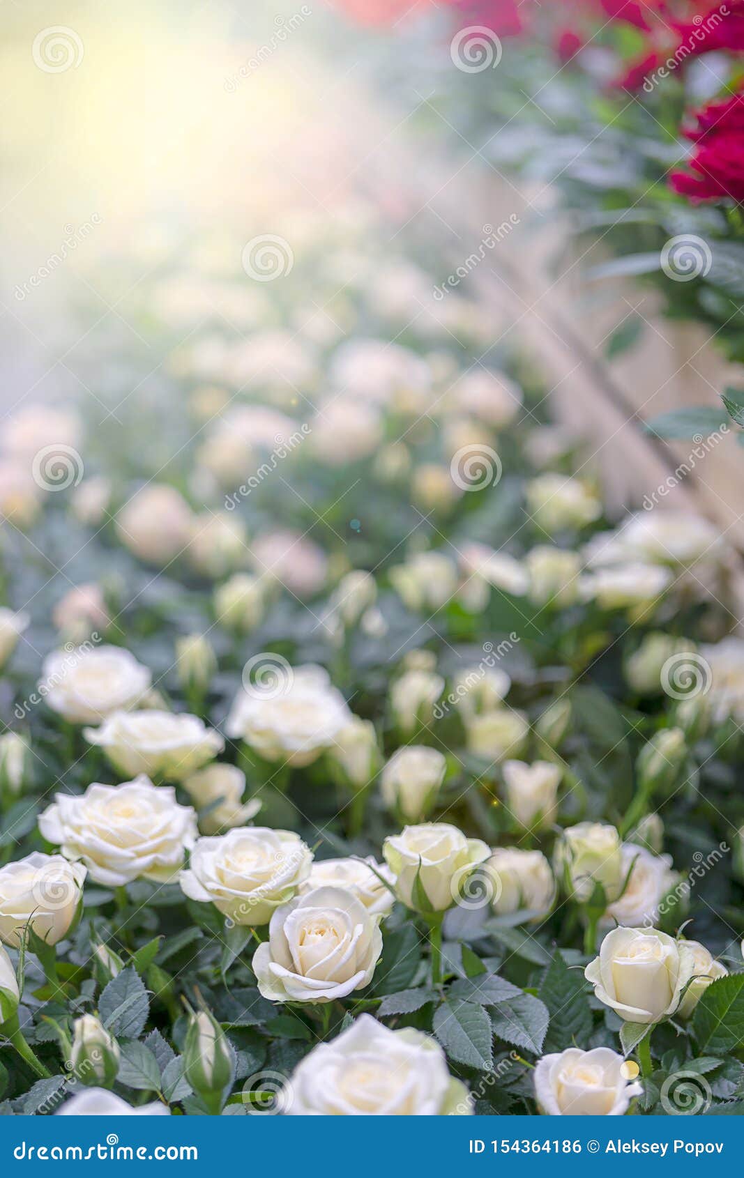 Small white roses stock photo. Image of flowers, bloom 154364186