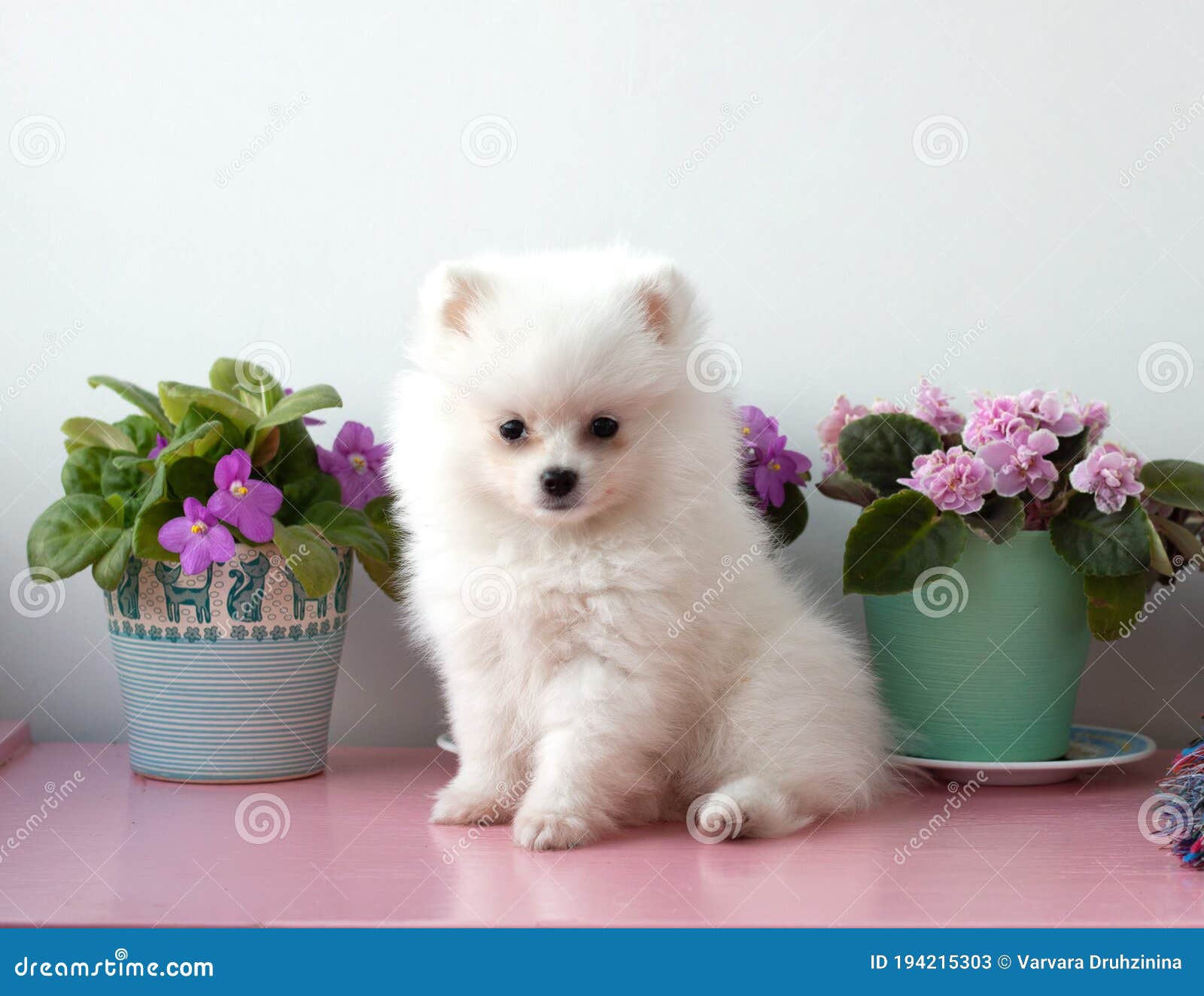 4 968 Old Pomeranian Photos Free Royalty Free Stock Photos From Dreamstime