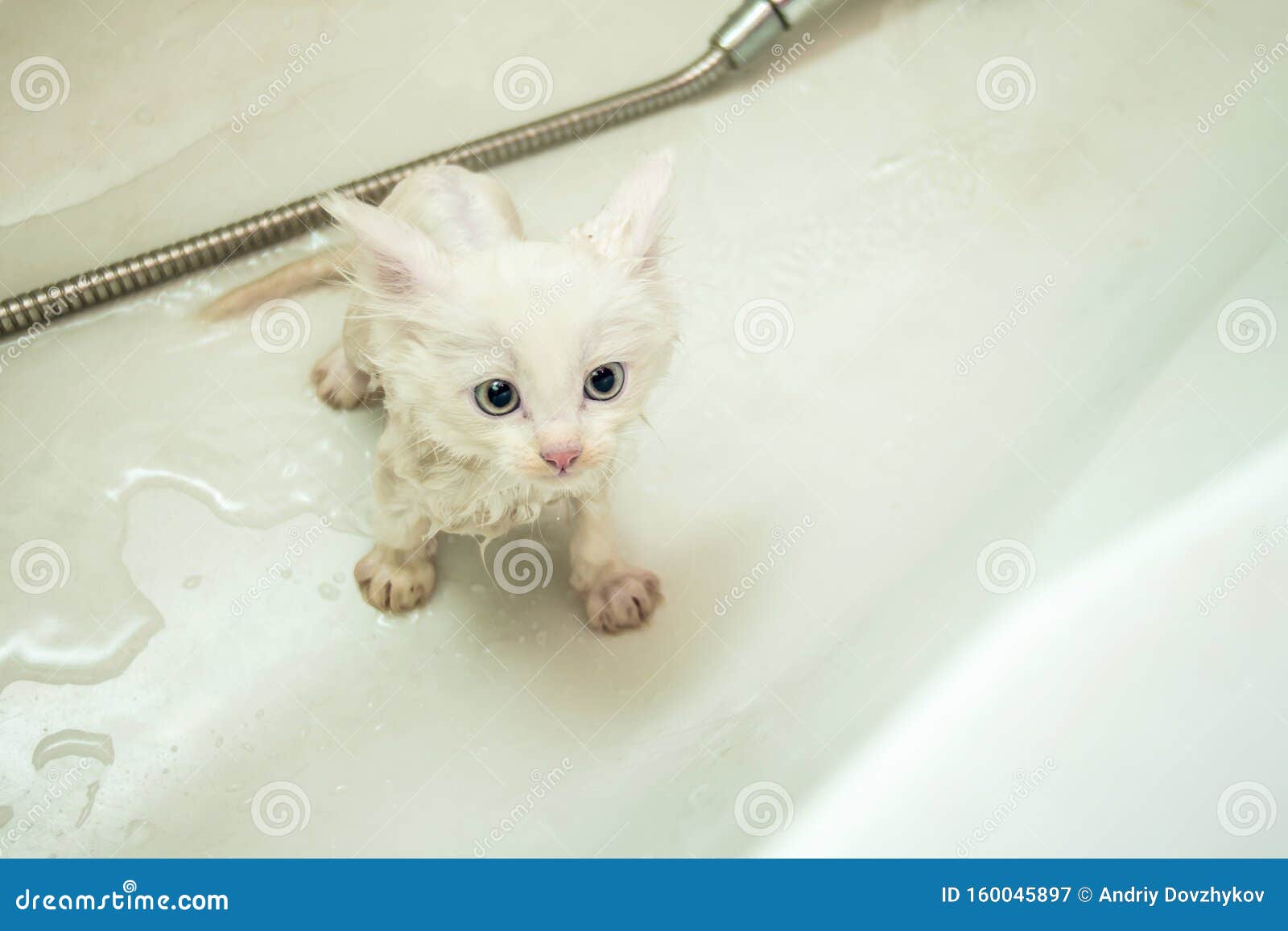 Wet kitty onlyfan
